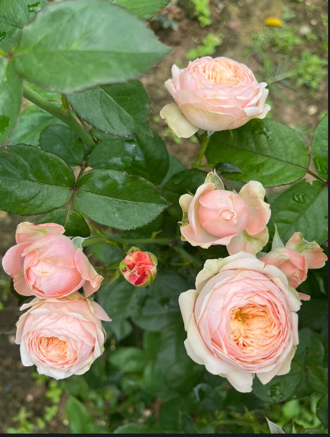 Rose SPS 1 Gallon size