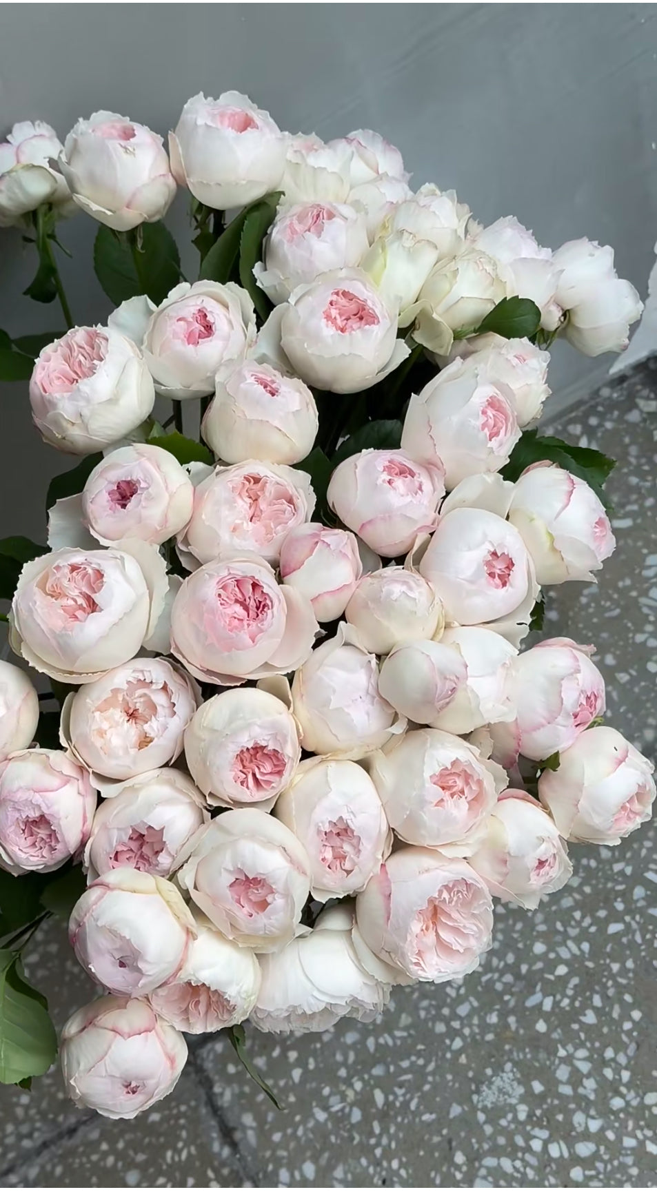 Rose Cocotte 可爱瓷 6 inch size own roots