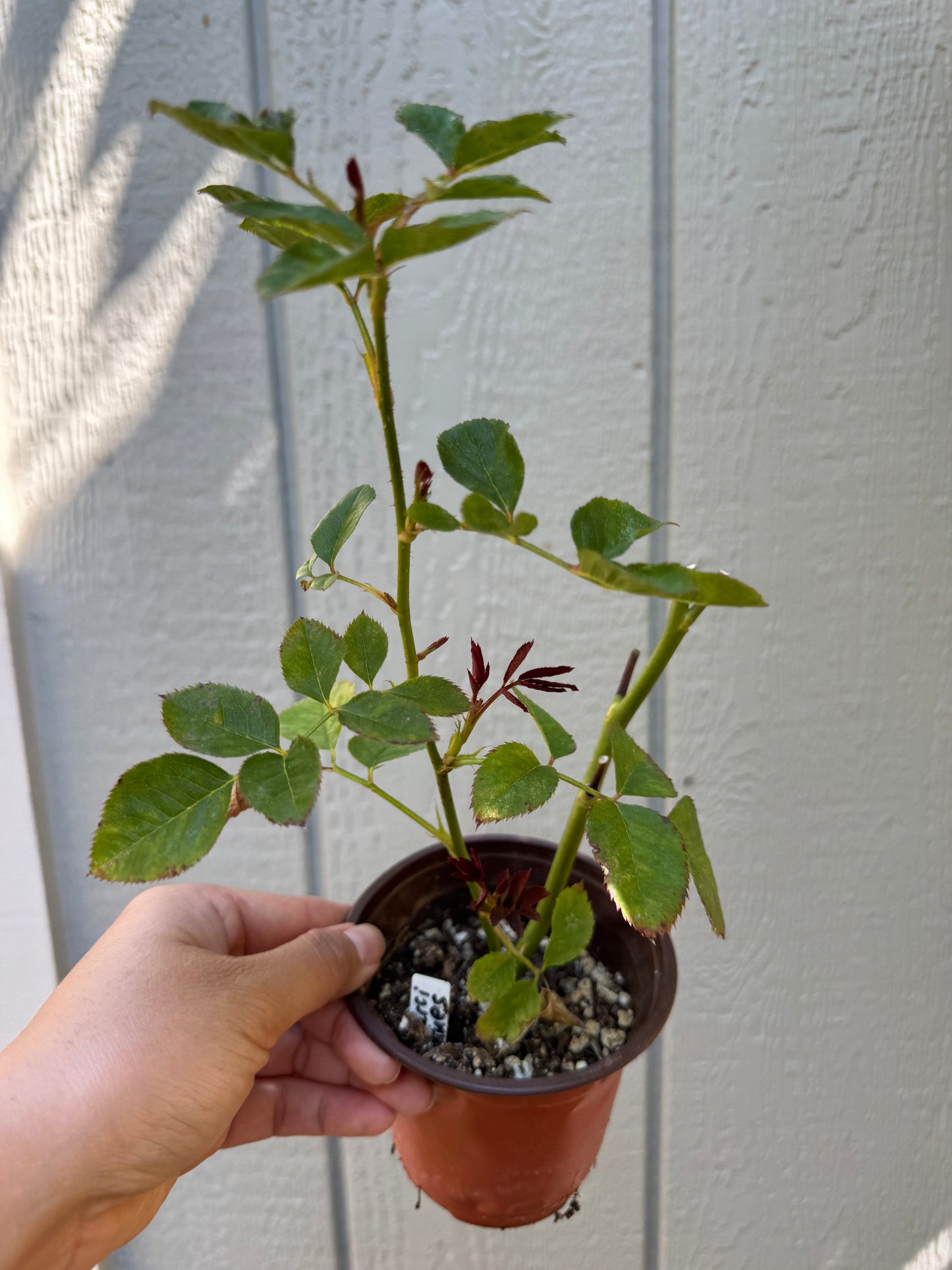 Rose Fibonacci Aurea 4inch pot own root
