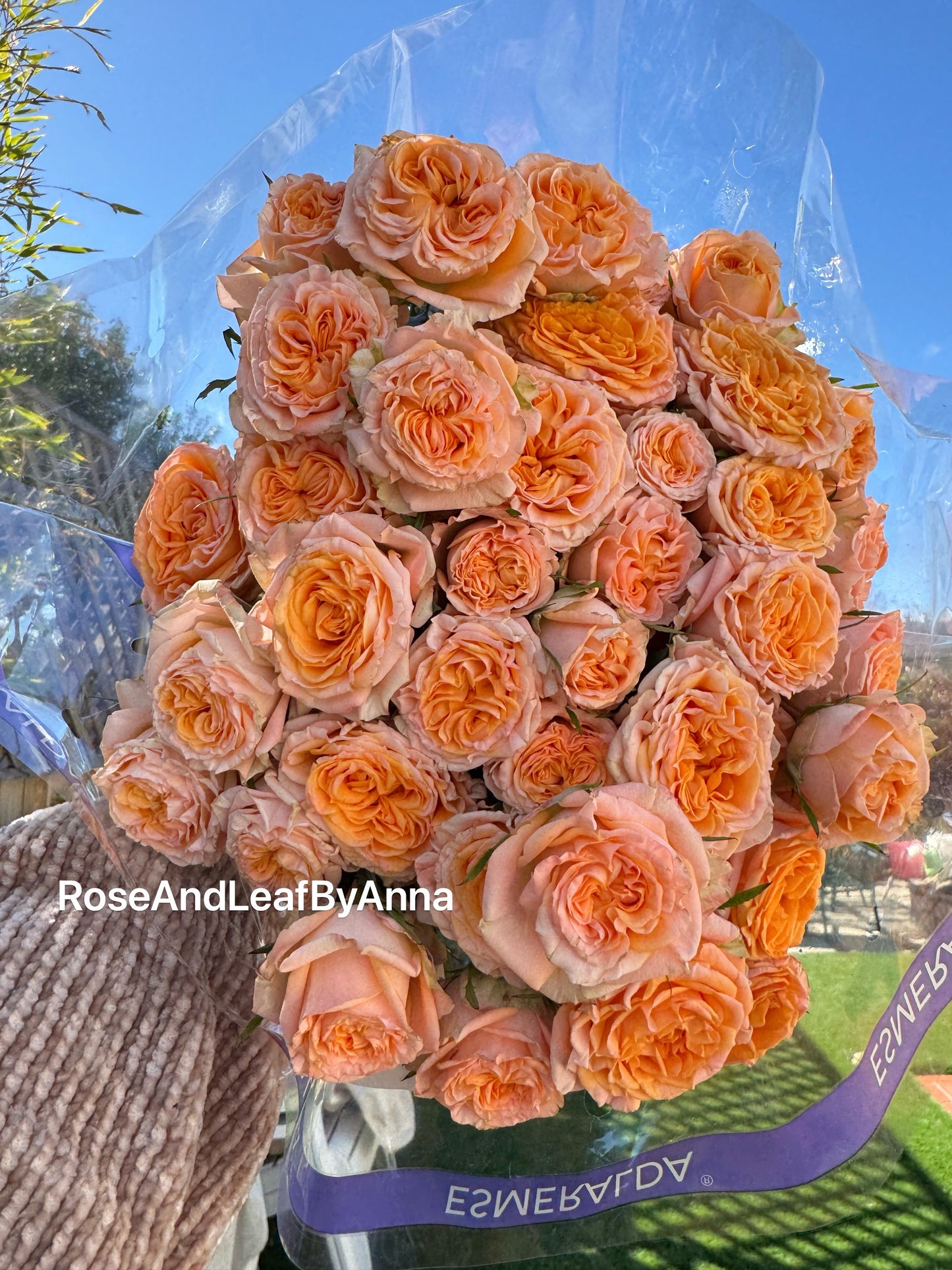 Rose Fibonacci Aurea 4inch pot own root