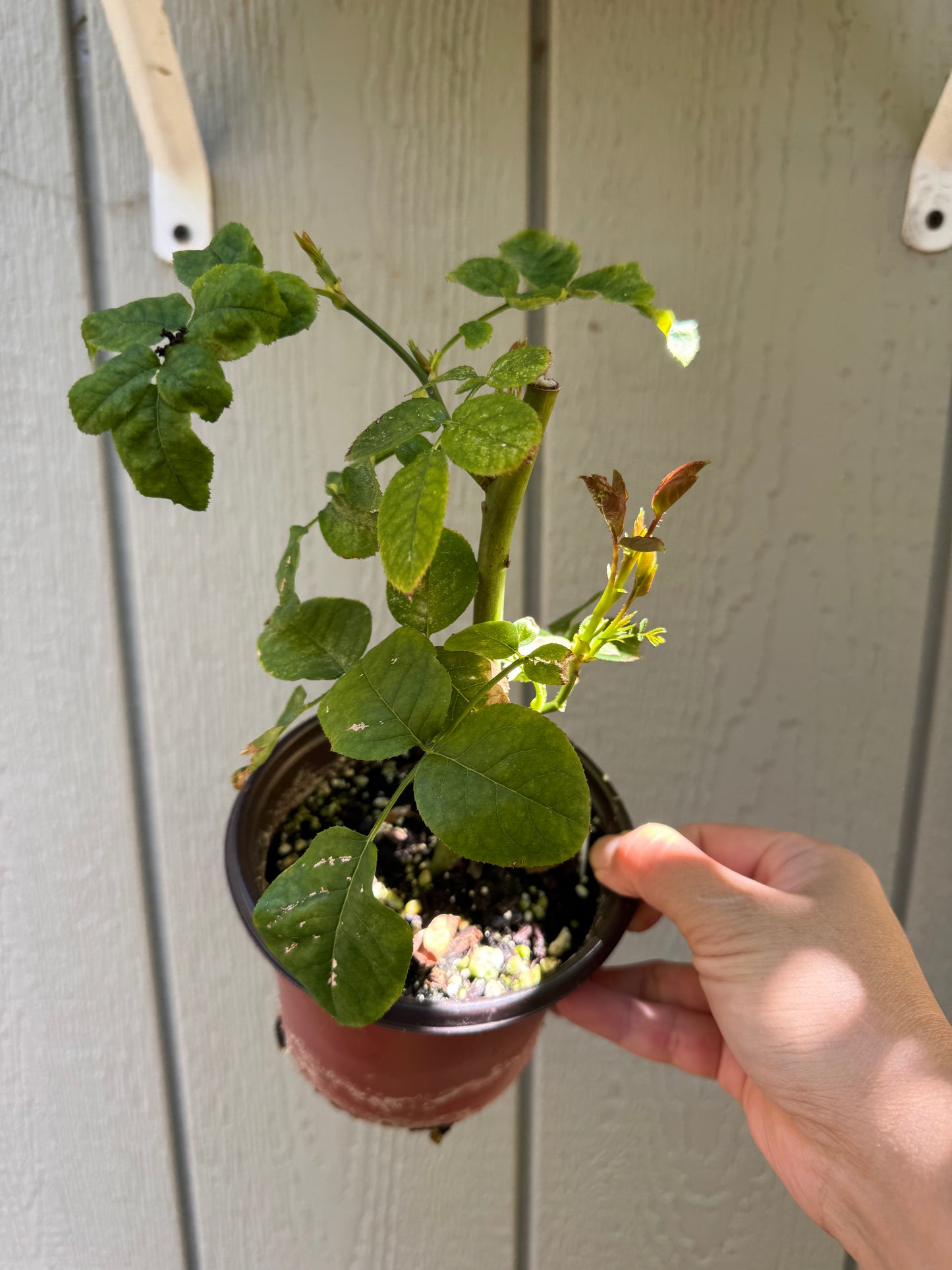 Rose Emma Wood house 6 inch size own root