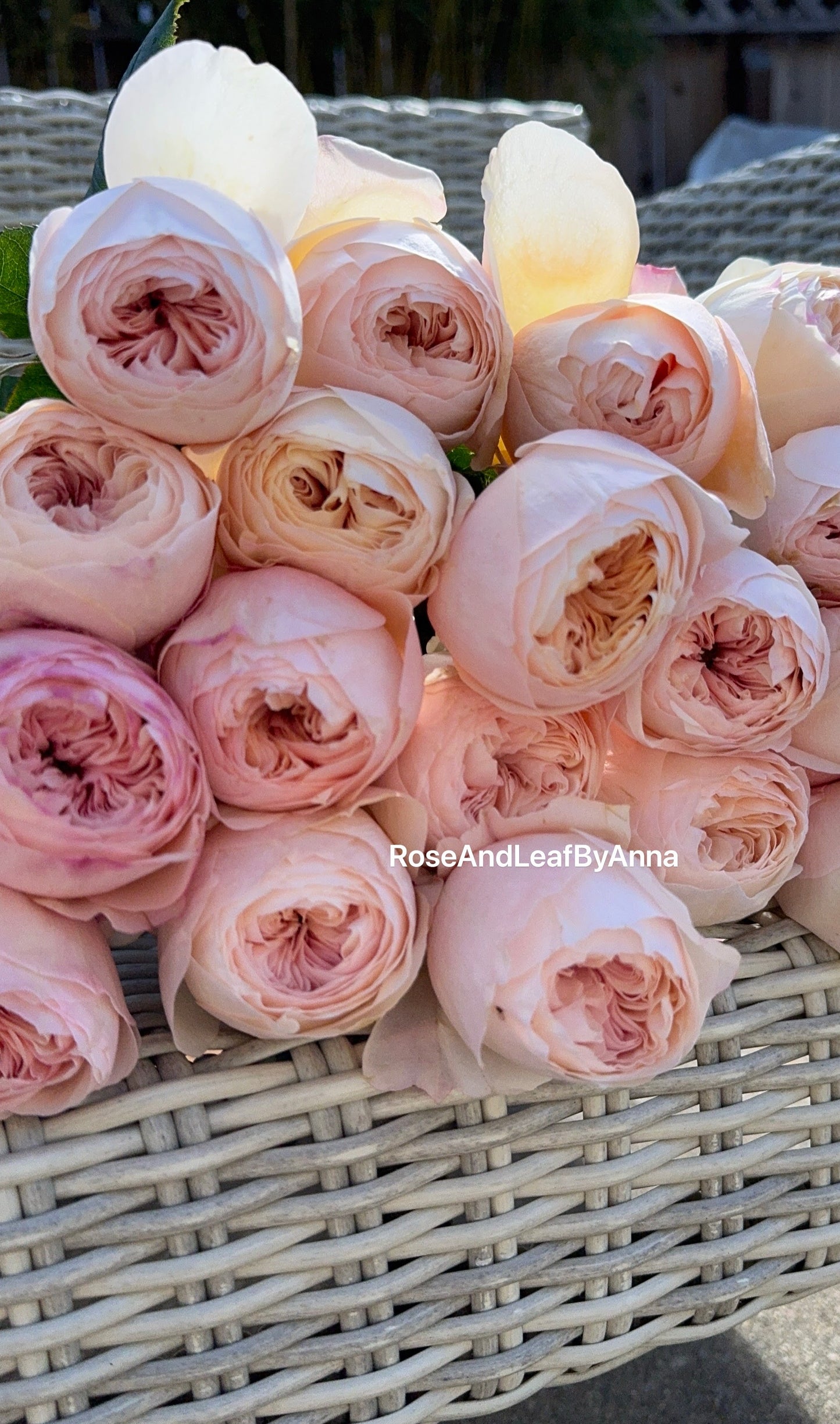 Rose Emma Wood house 6 inch size own root