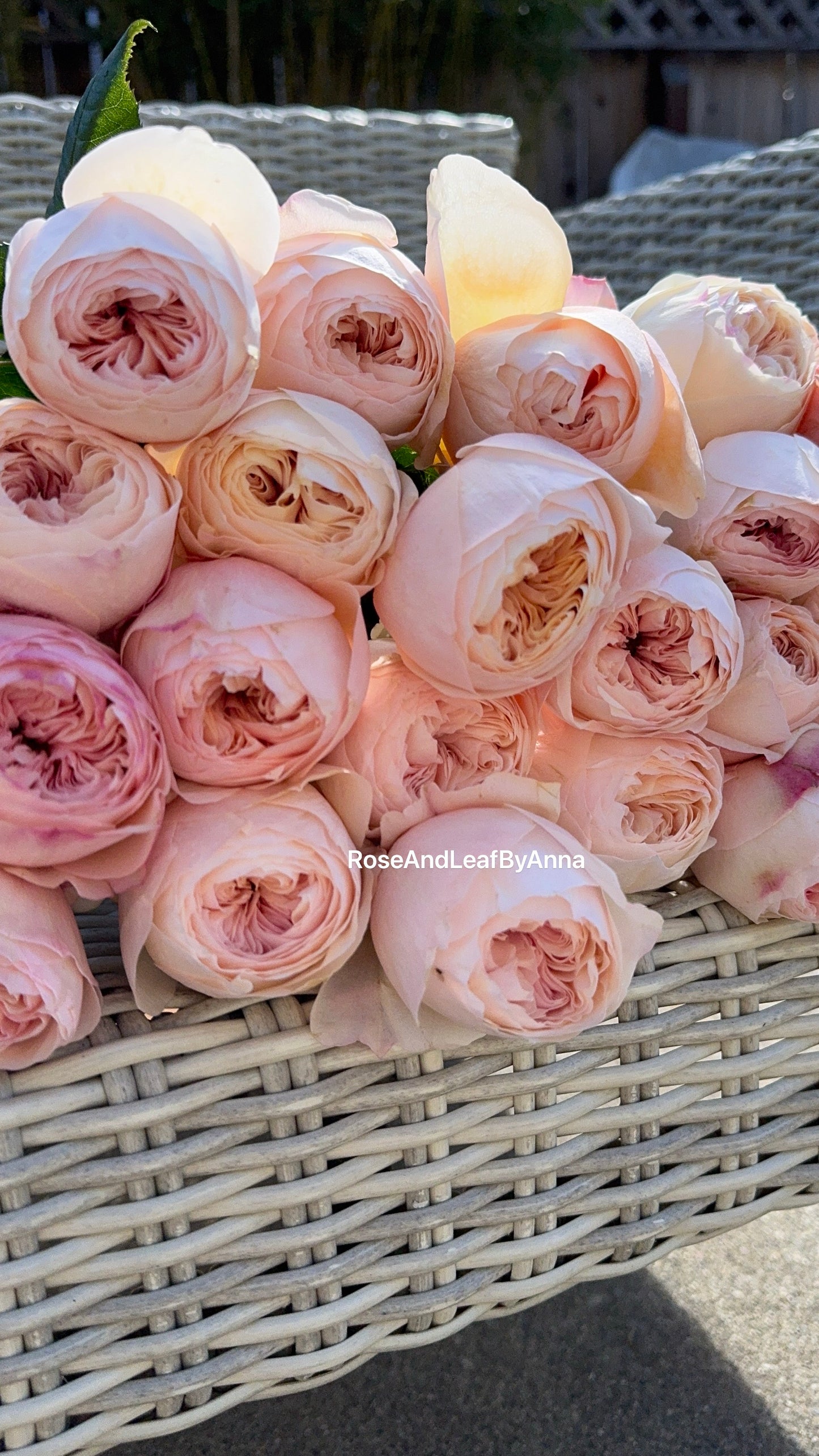 Rose Emma Wood house 6 inch size own root