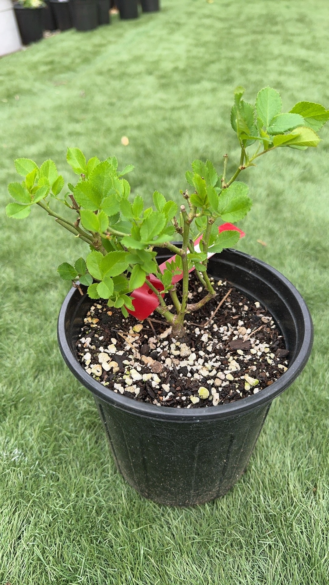 Rose Canary 6inch size