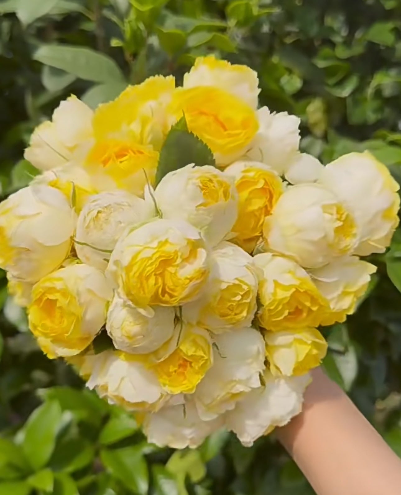 Rose Canary 6inch size