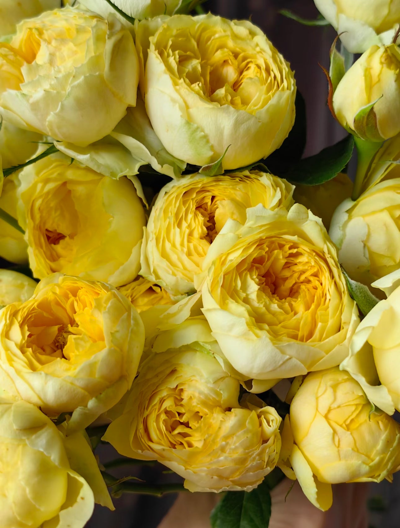 Rose Canary 6inch size