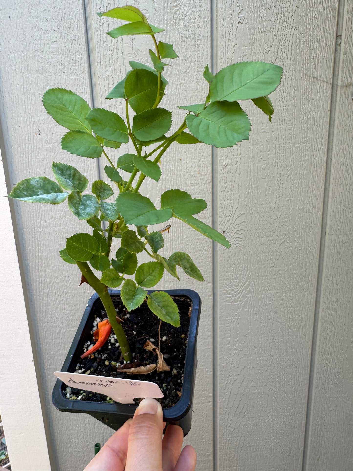 Rose Charming Corneille 4 Inch size plant
