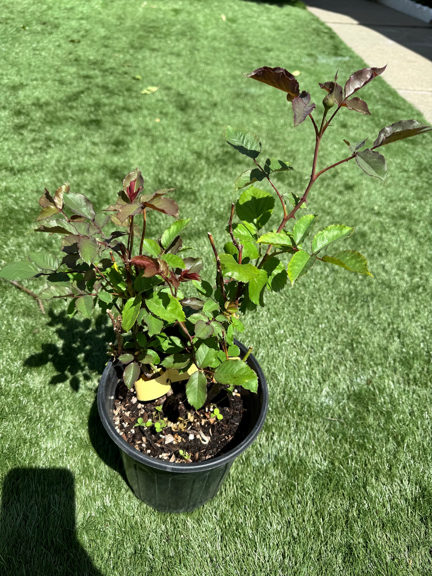 Chinese Rose. Taoran 桃染 1 Gallon live plant