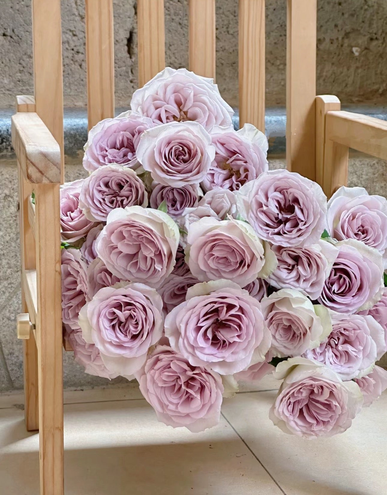 Rose Notre Dame 巴黎圣母院 1 gallon