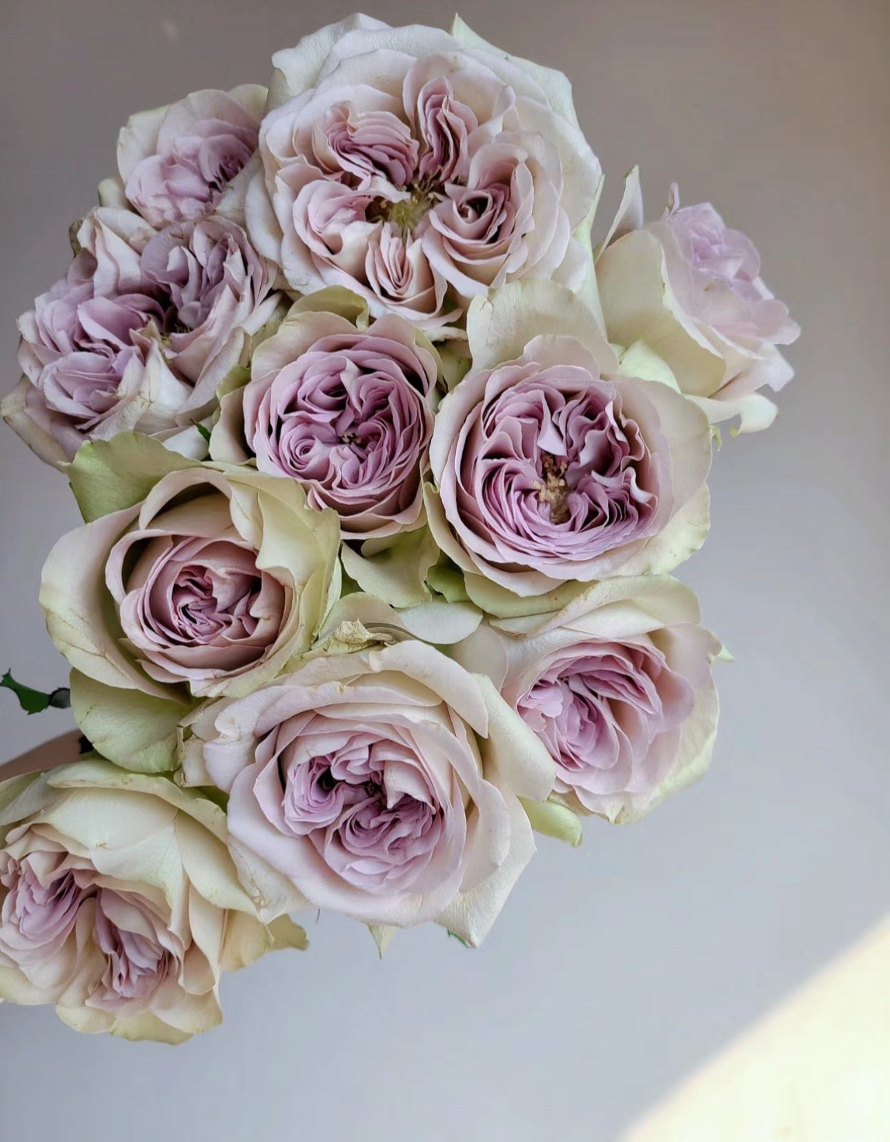 Rose Notre Dame 巴黎圣母院 1 gallon