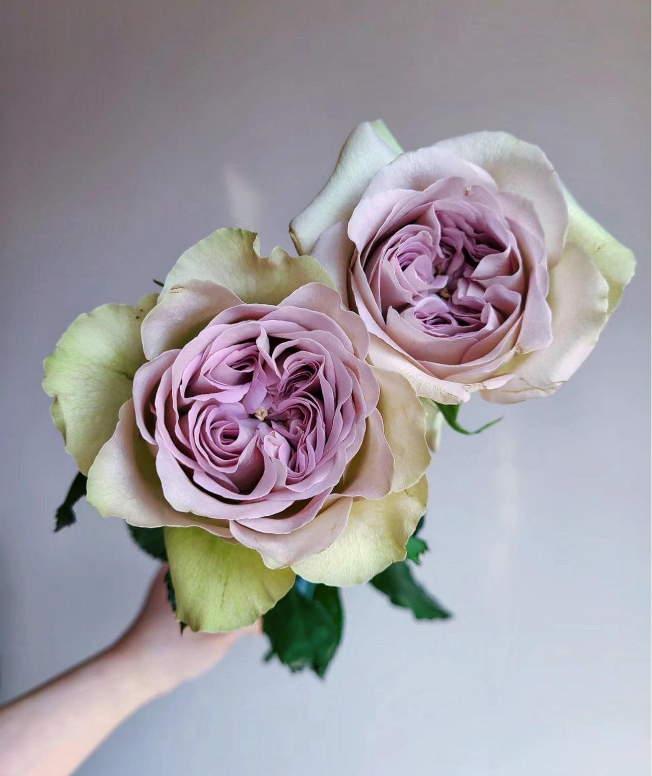 Rose Notre Dame 巴黎圣母院 1 gallon