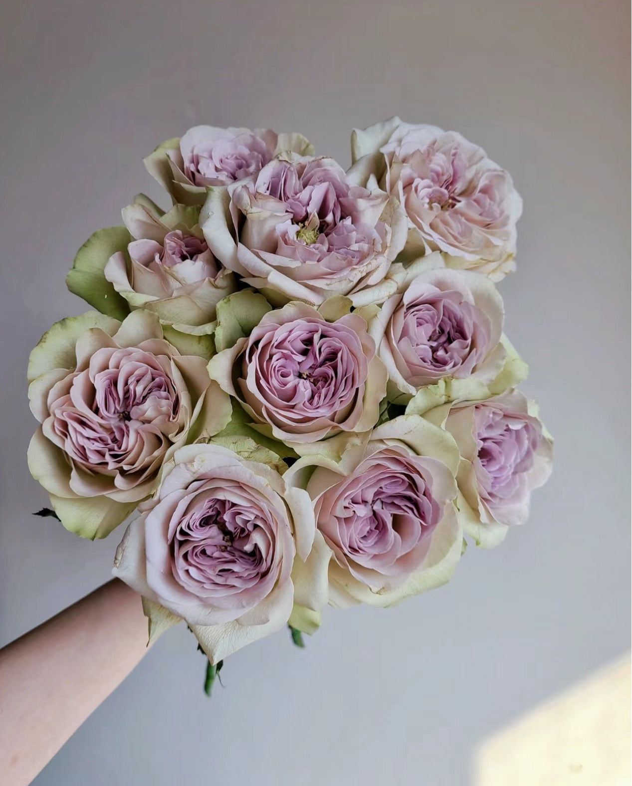 Rose Notre Dame 巴黎圣母院 1 gallon
