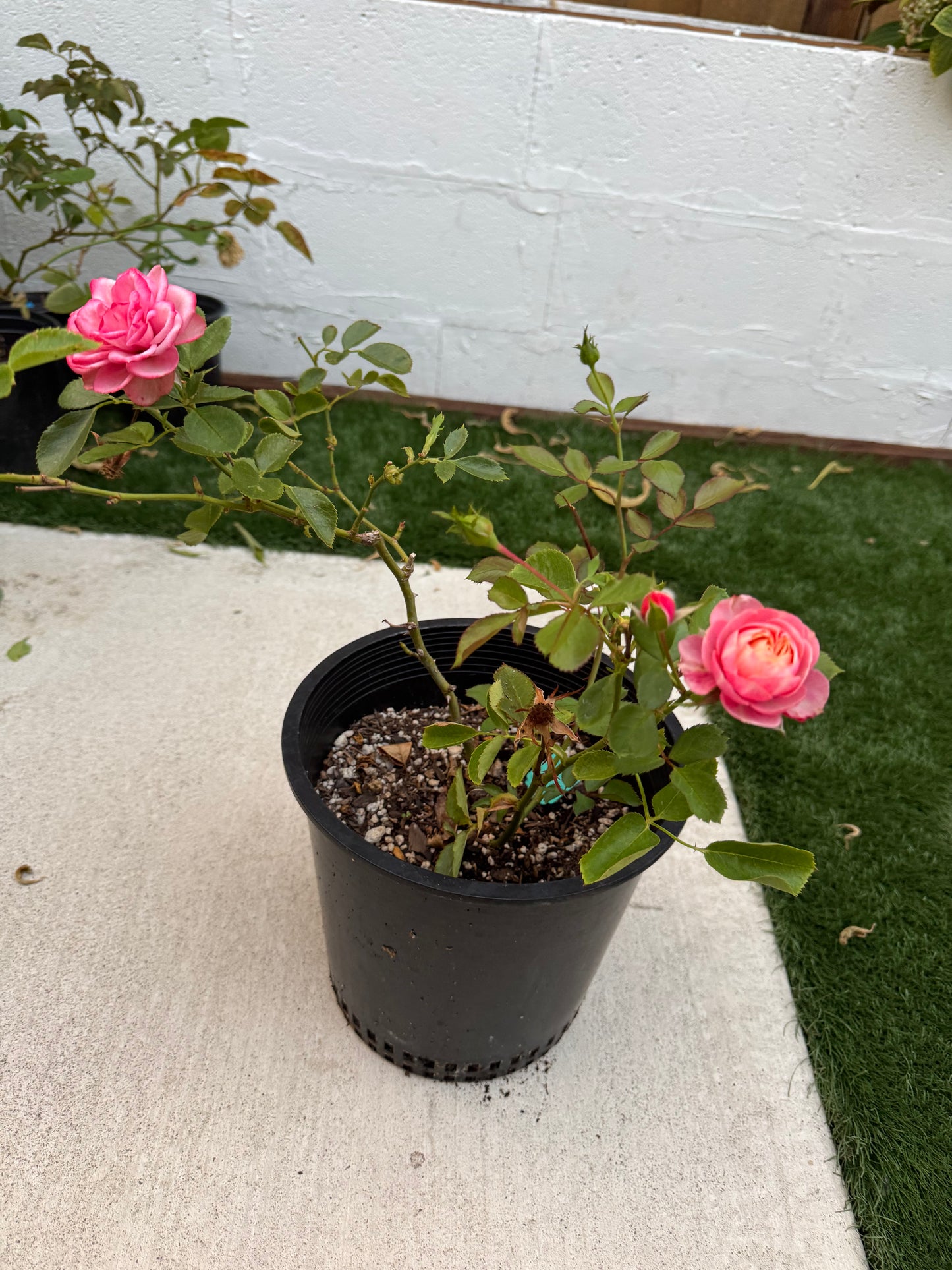 Rose Romantic Bic 2 gallon live plant