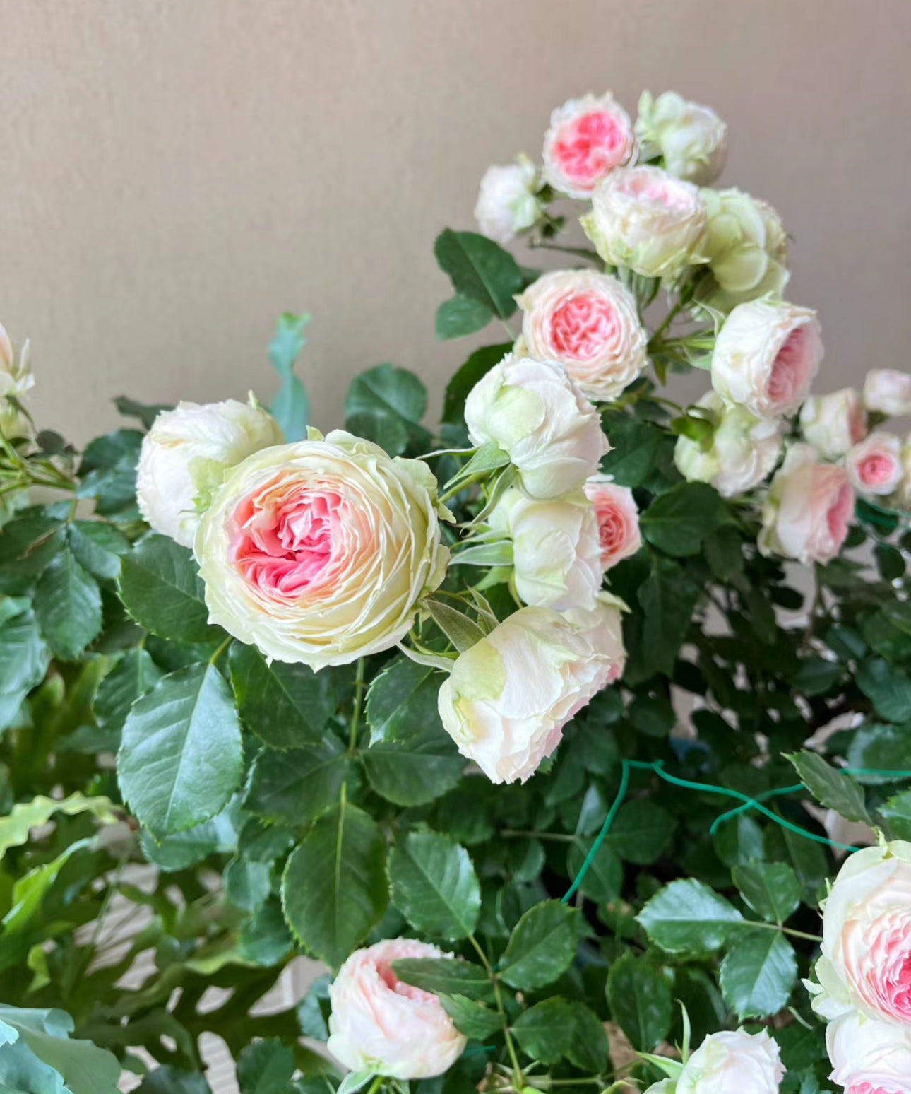 Pompon Veranda 1 Gallon size