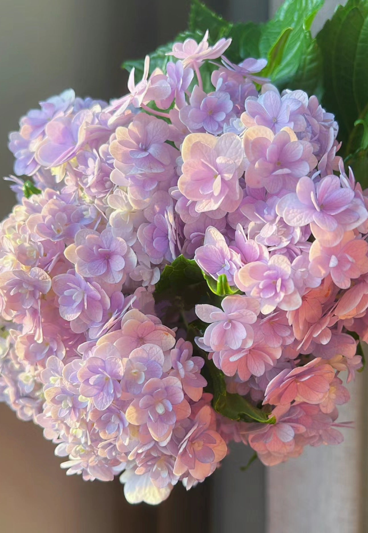 Japanese Hydrangea Hanatemari (花手鞠) 1 Gallon size
