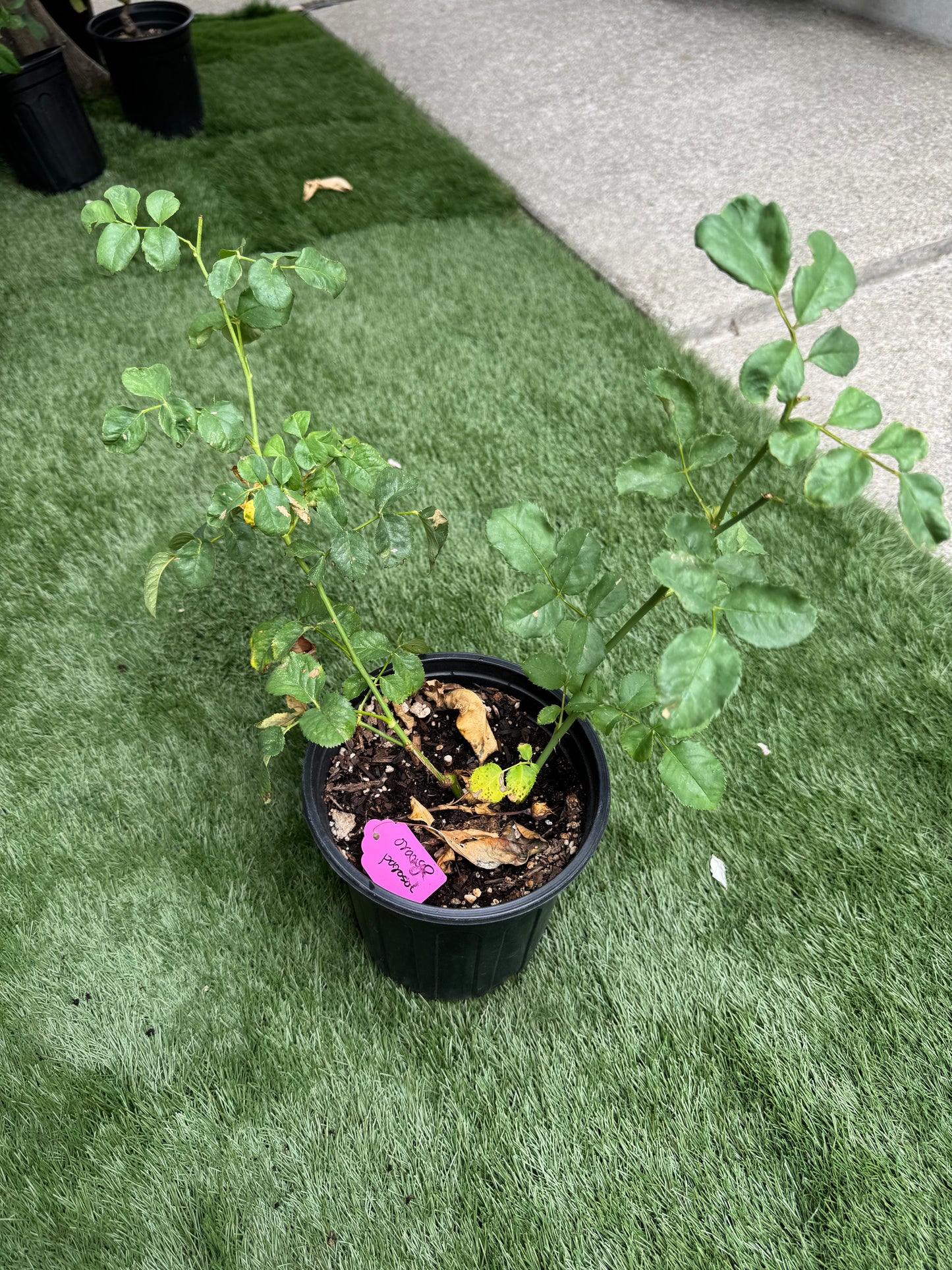 Orange Parasol 1 gallon pot own root