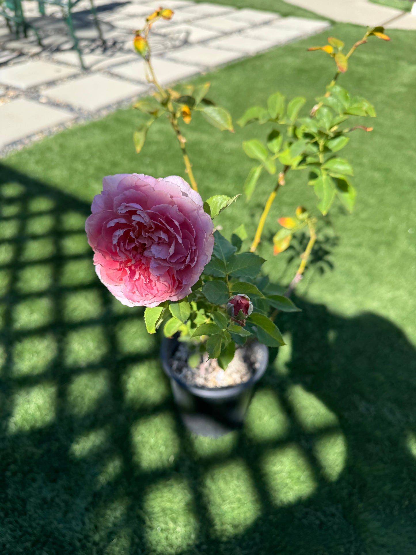 Japanese Rose Robe à la Française 法国礼服 1 Gallon size