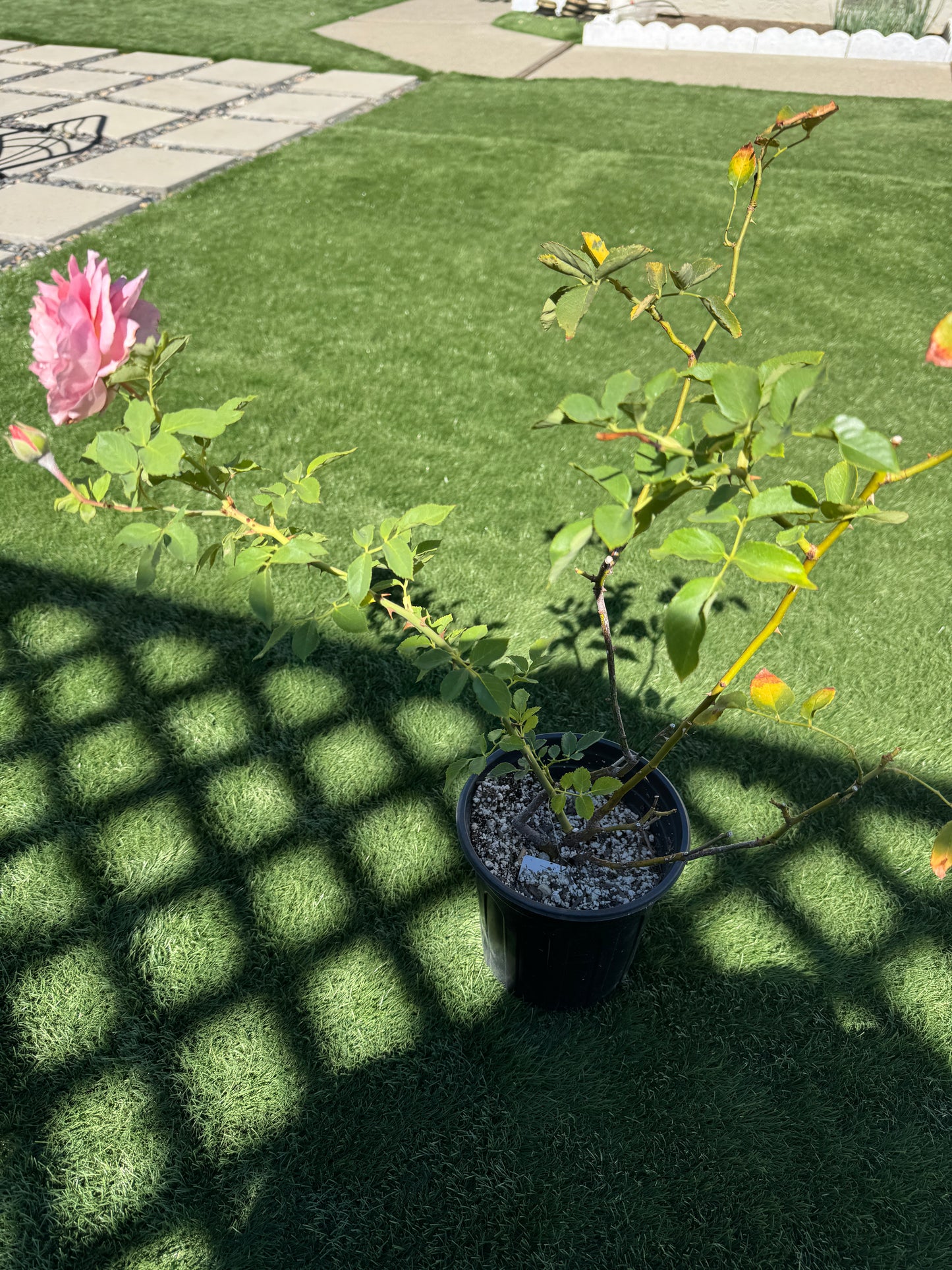 Japanese Rose Robe à la Française 法国礼服 1 Gallon size