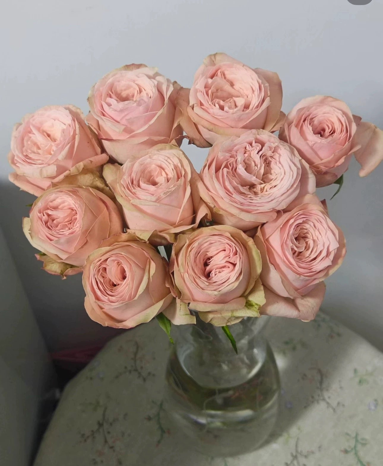 Rose Garden Fashion 1 Gallon Live plant