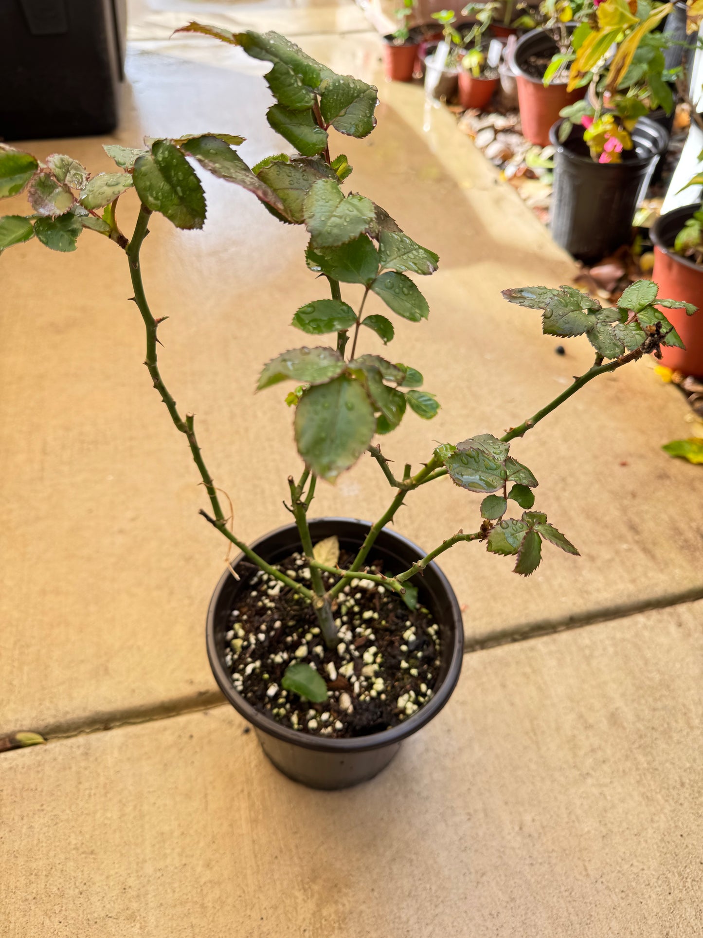 Rose Garden Fashion 1 Gallon Live plant
