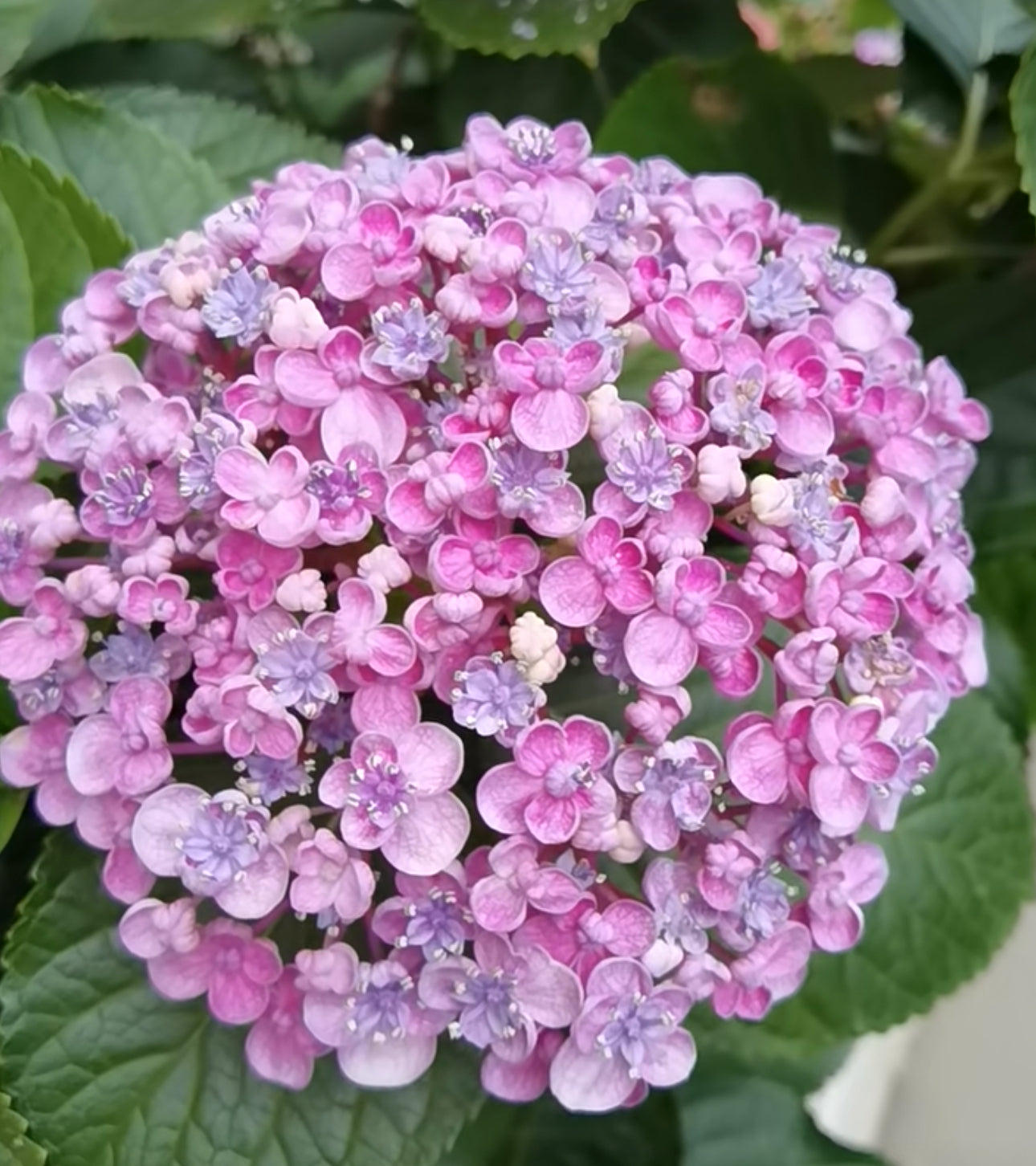 Hydrangea Aisha (爱莎)-1 gallon size