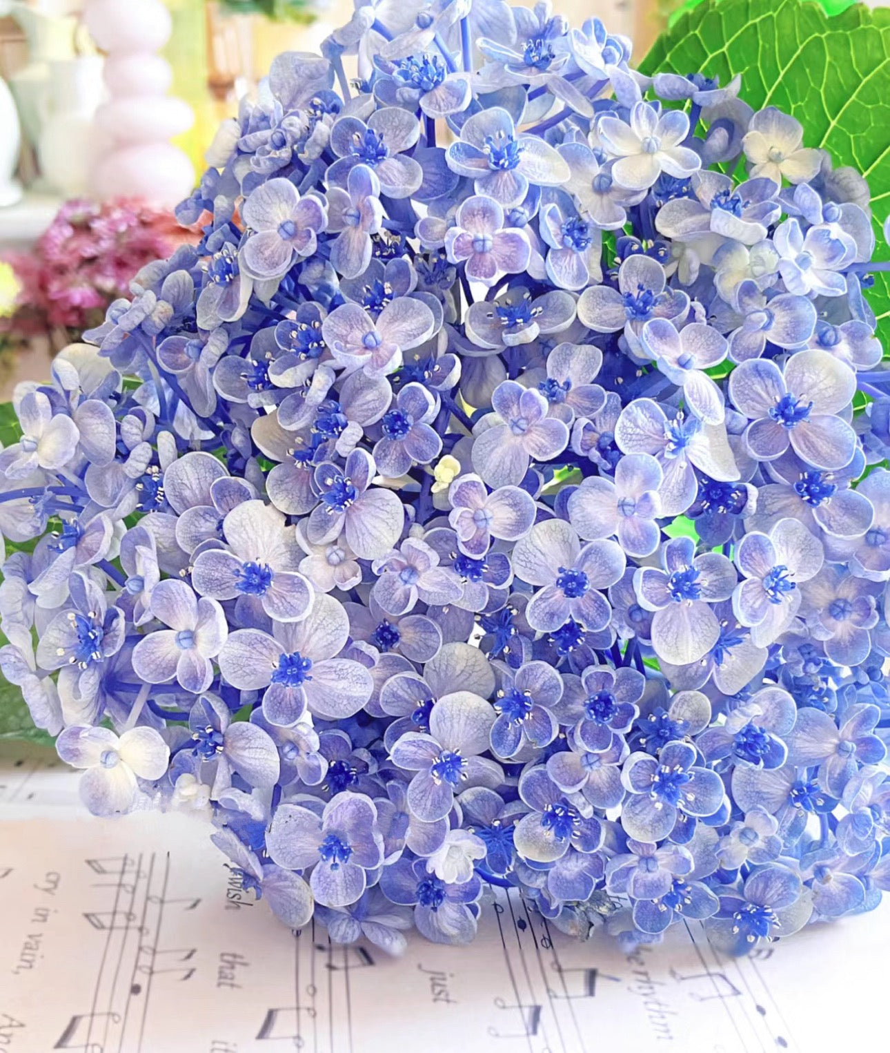 Hydrangea Aisha (爱莎)-1 gallon size