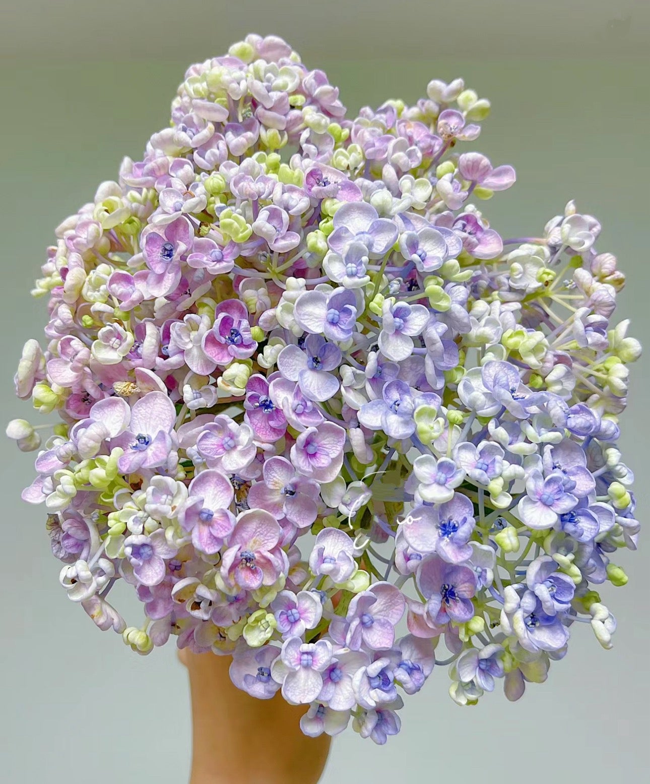 Hydrangea Aisha (爱莎)-1 gallon size