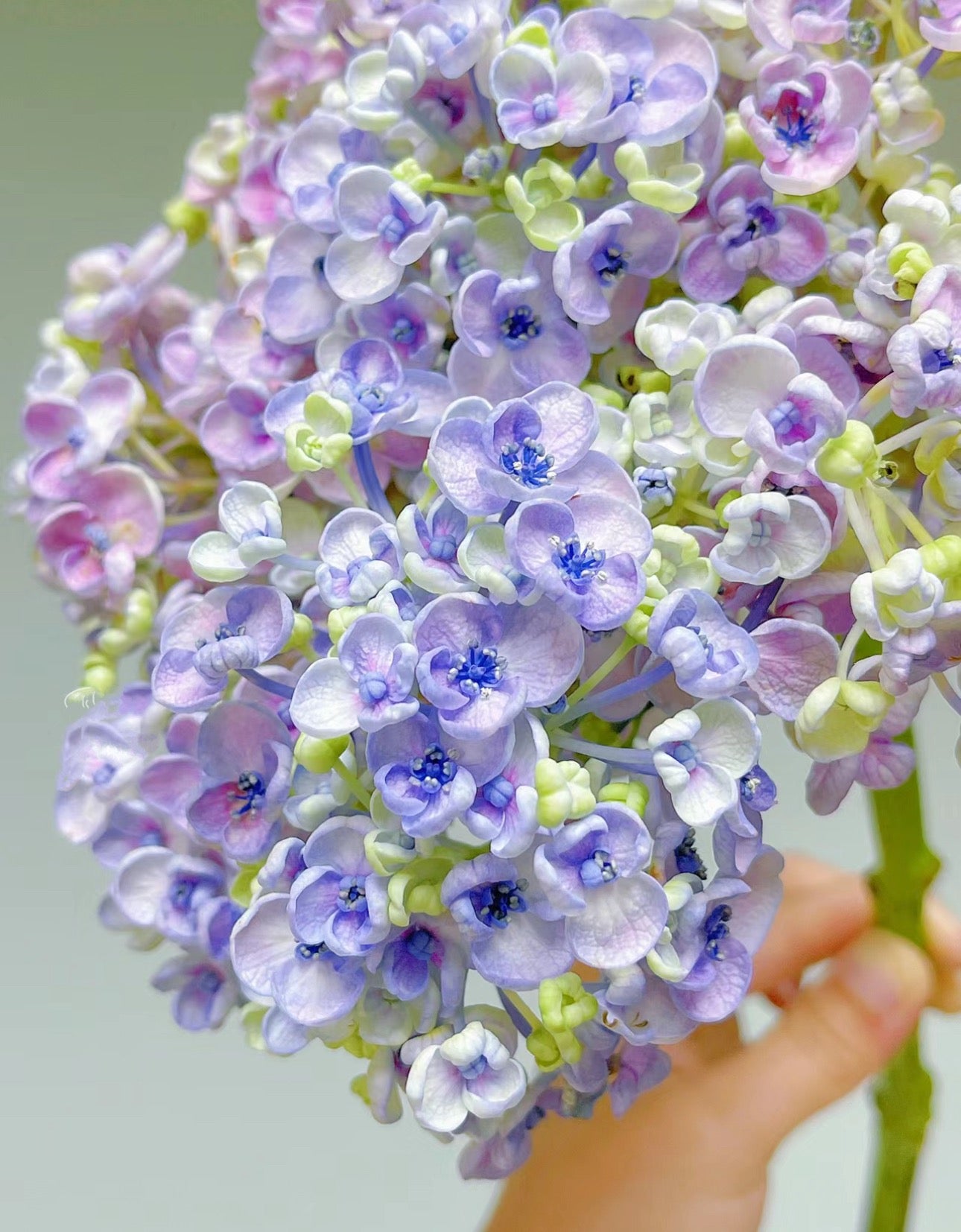 Hydrangea Aisha (爱莎)-1 gallon size