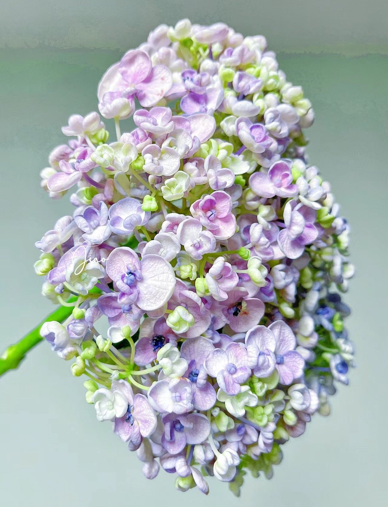 Hydrangea Aisha (爱莎)-1 gallon size