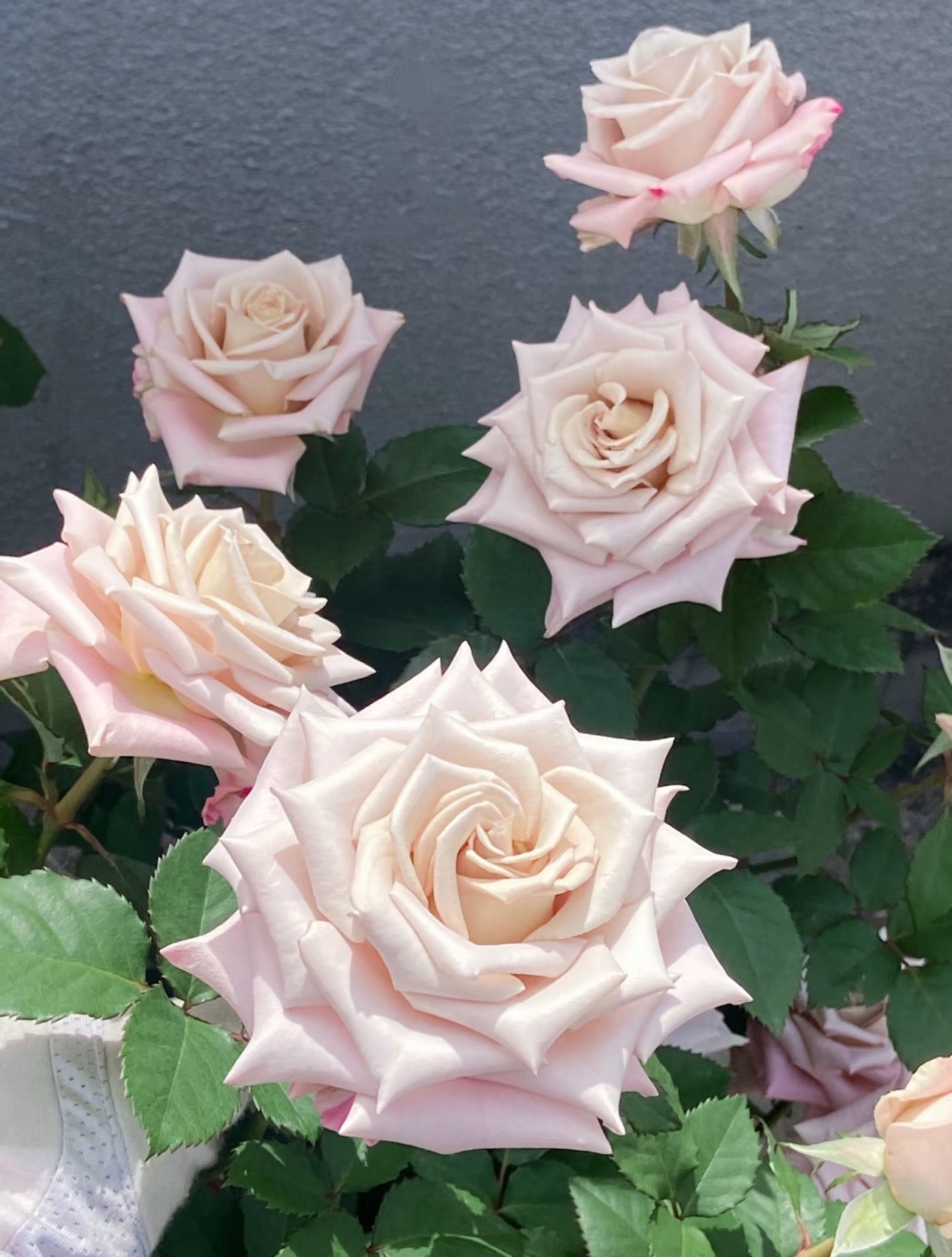 Special deal Rose Menta 曼塔 1 Gallon size