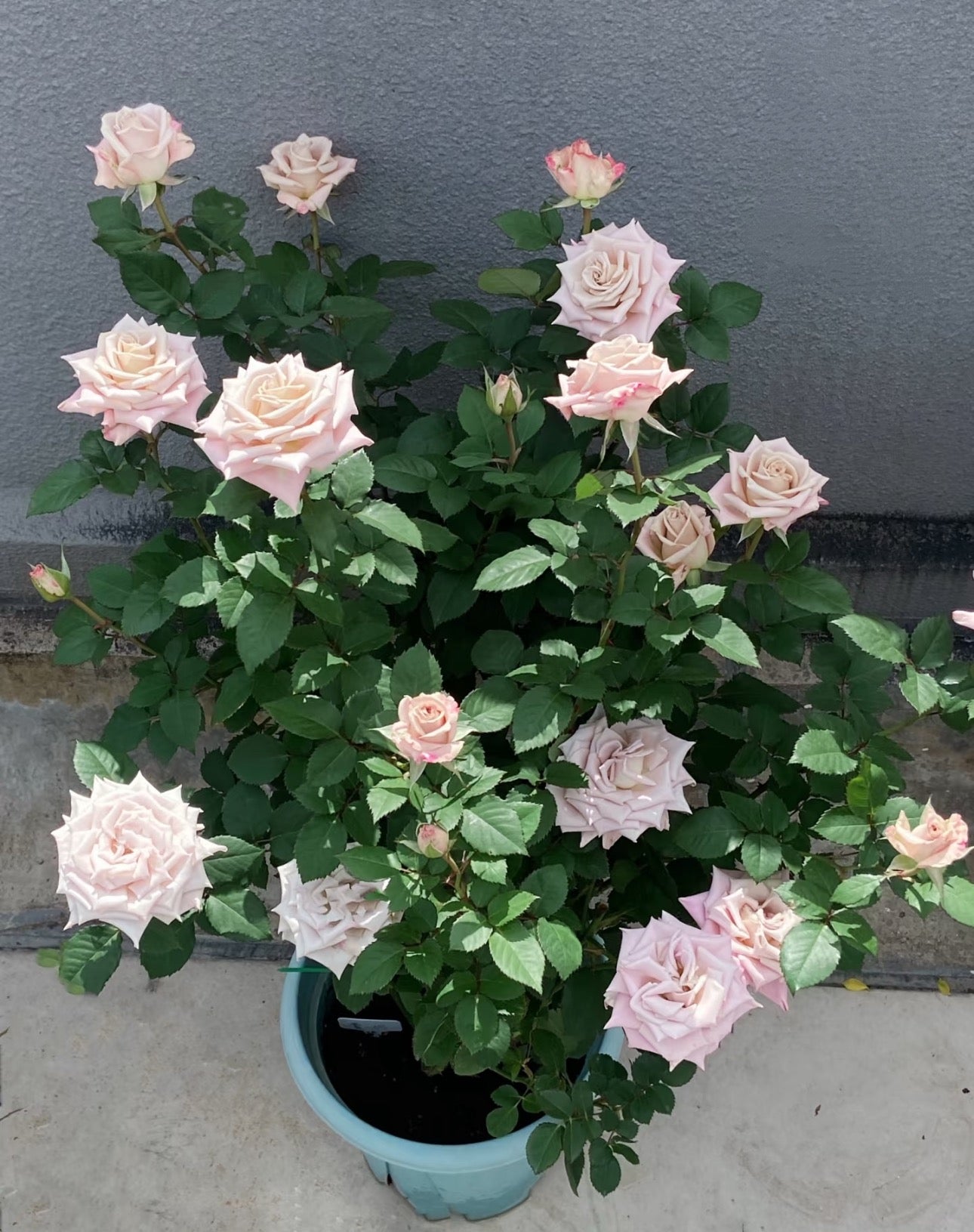 Special deal Rose Menta 曼塔 1 Gallon size