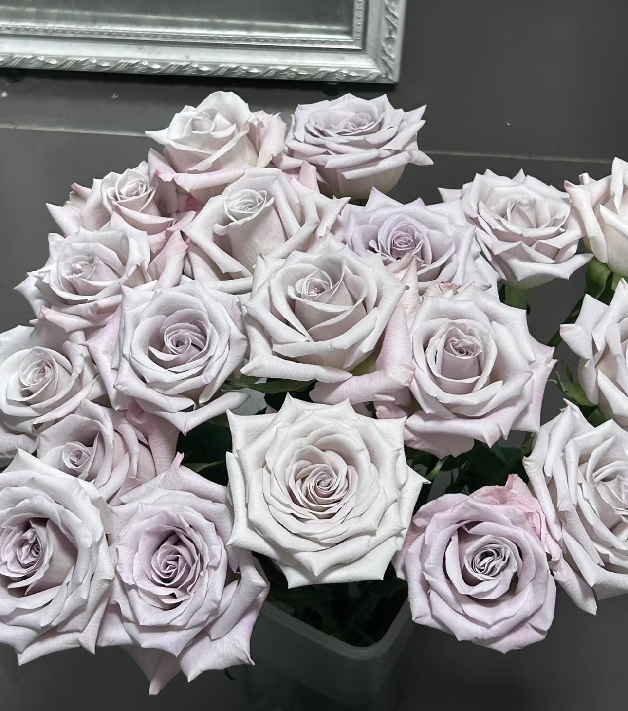 Special deal Rose Menta 曼塔 1 Gallon size