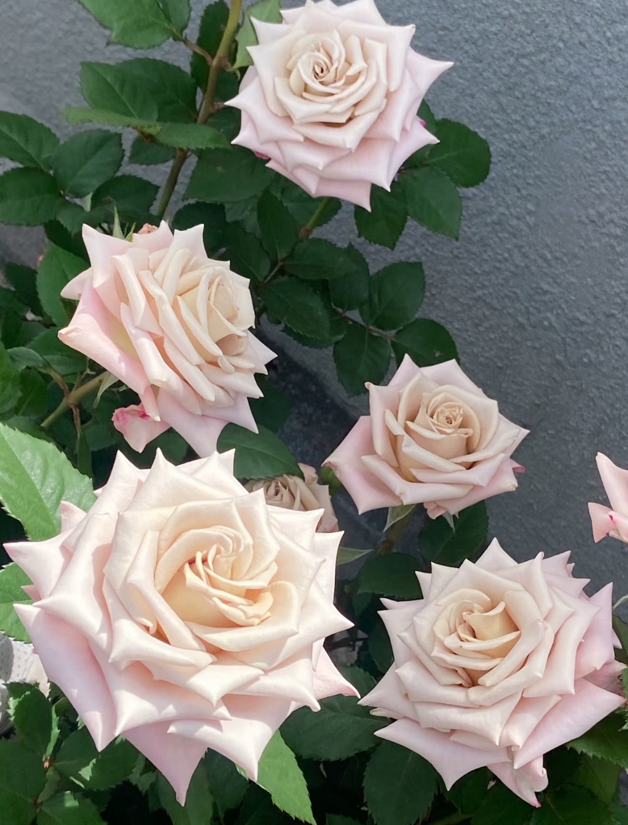 Special deal Rose Menta 曼塔 1 Gallon size