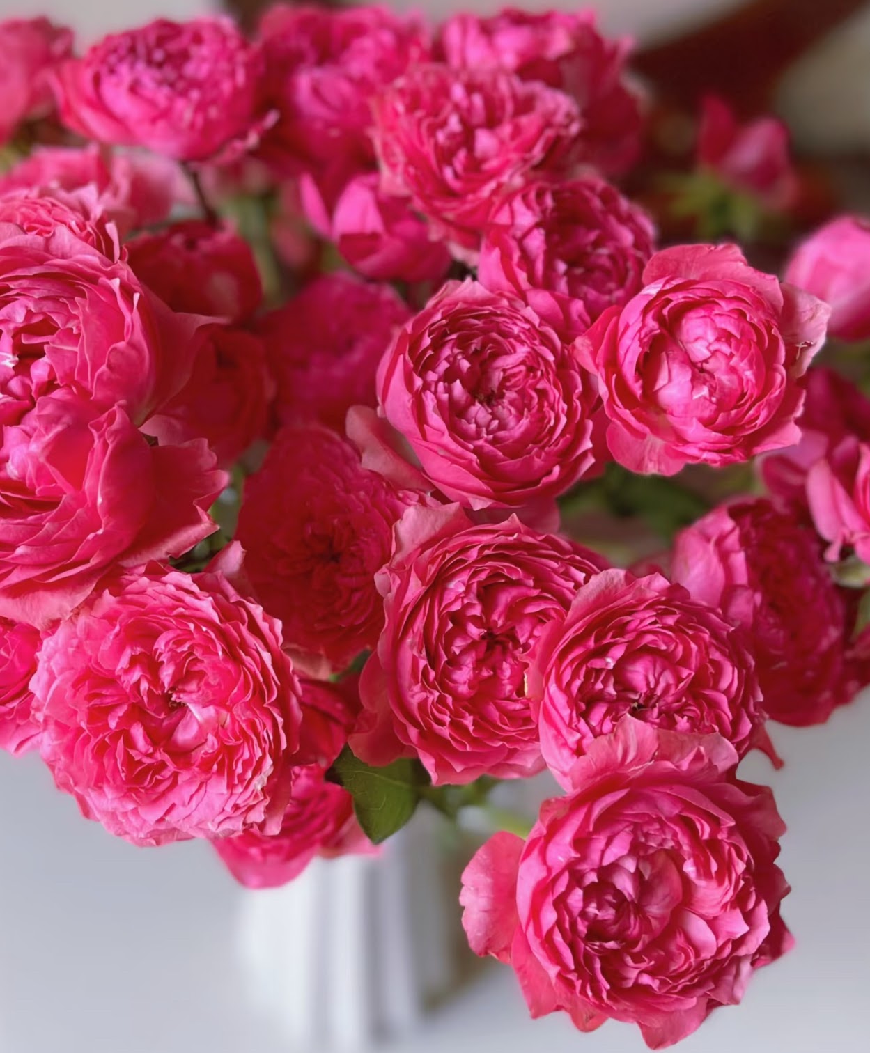 Rose Raspberry Julieta 4 inch pot