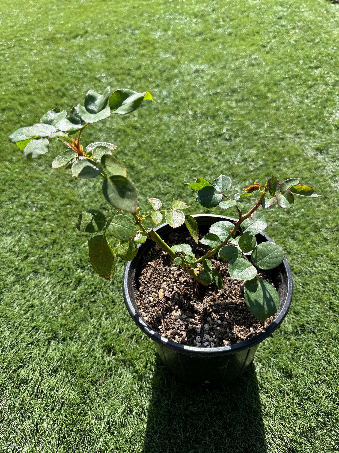 Rose “Pomponella“ 艾拉绒球 Pink Climbing Rose Live Plant Rare Color Shrub 6 ich