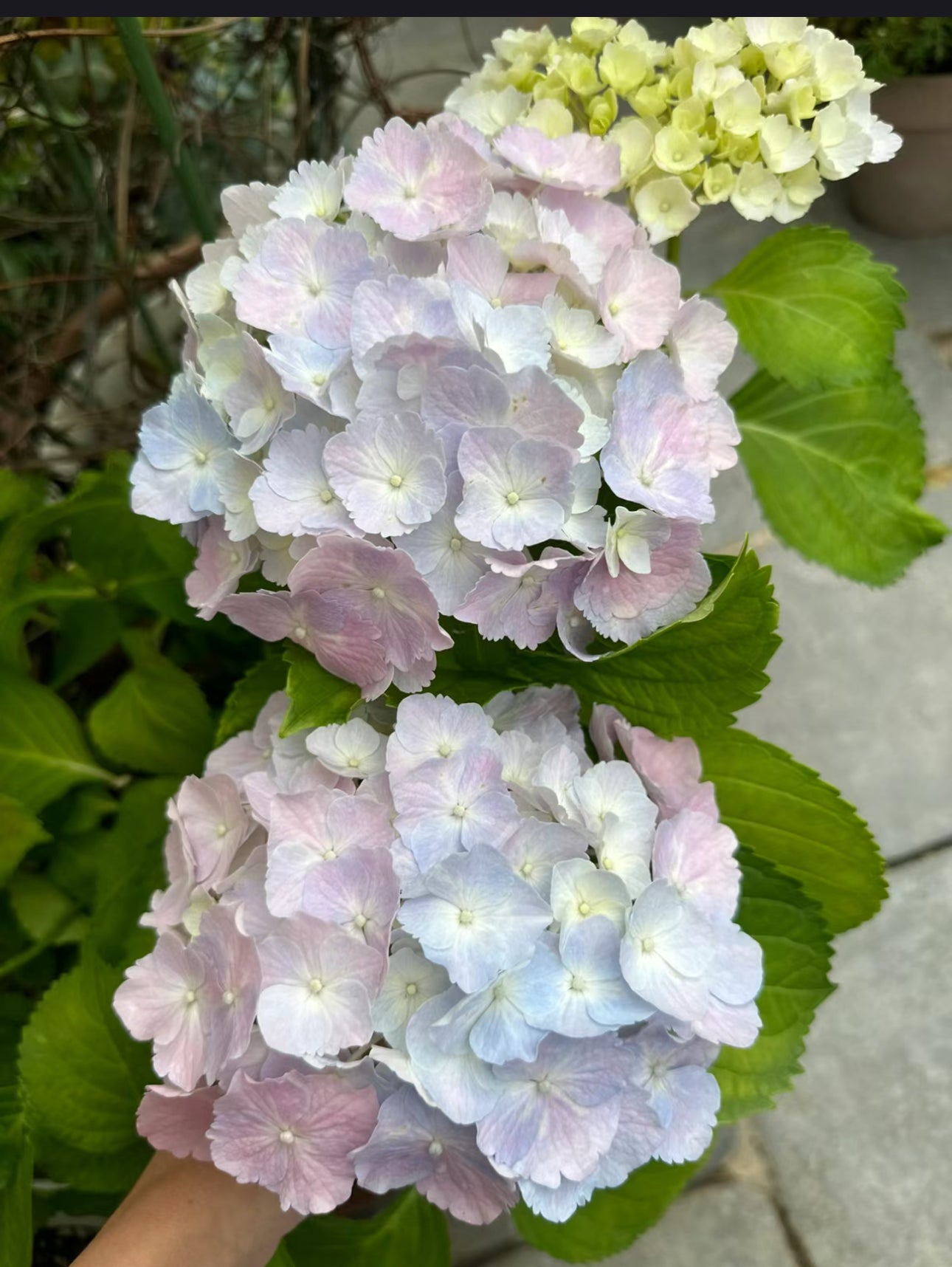 Hydrangea Verena 维莉娜 -2 Gallon live plant