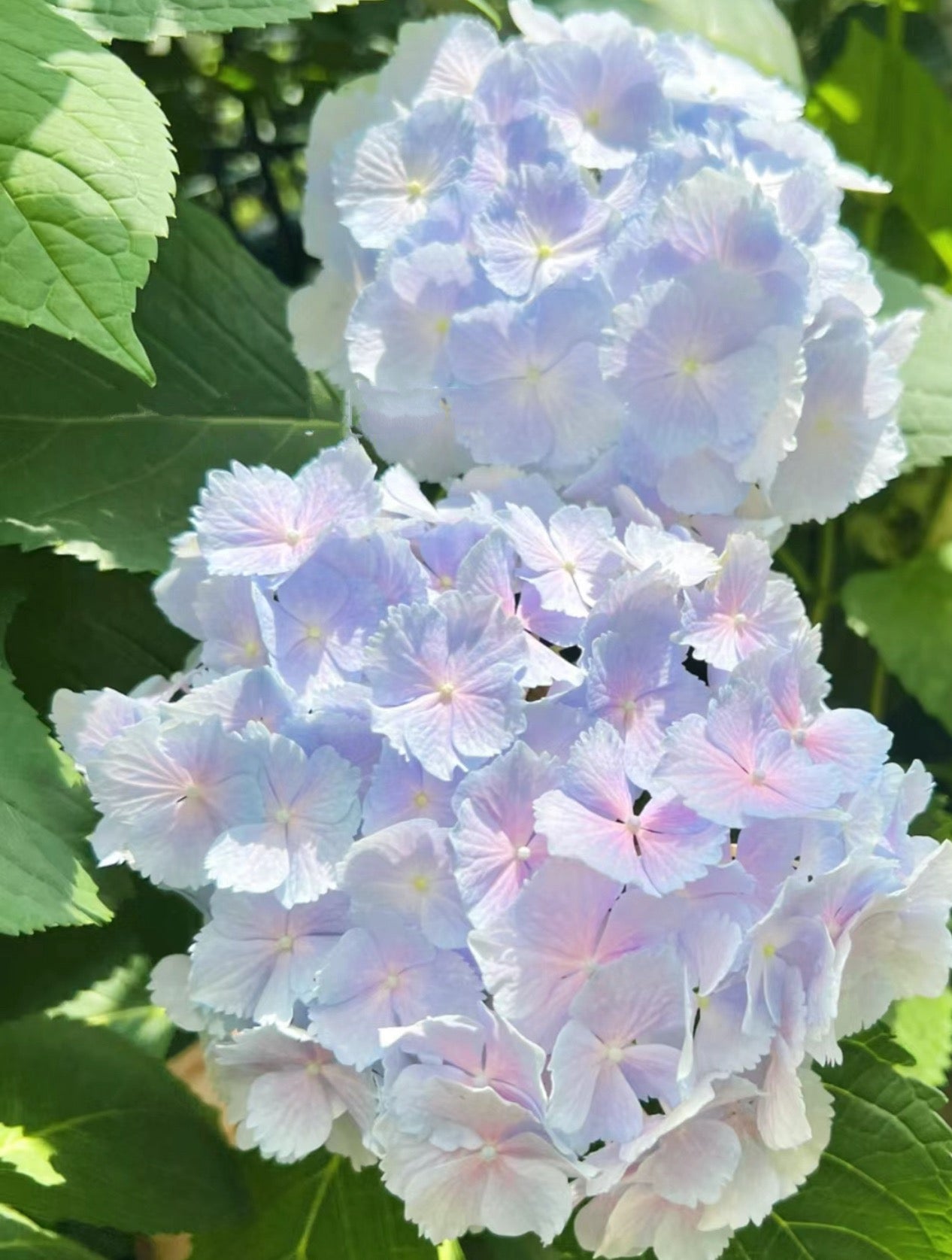 Hydrangea Verena 维莉娜 -2 Gallon live plant