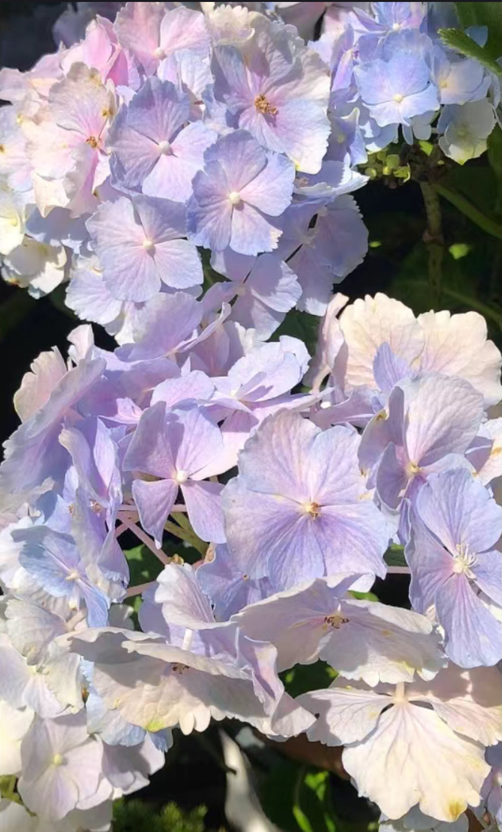 Hydrangea Verena 维莉娜 -2 Gallon live plant