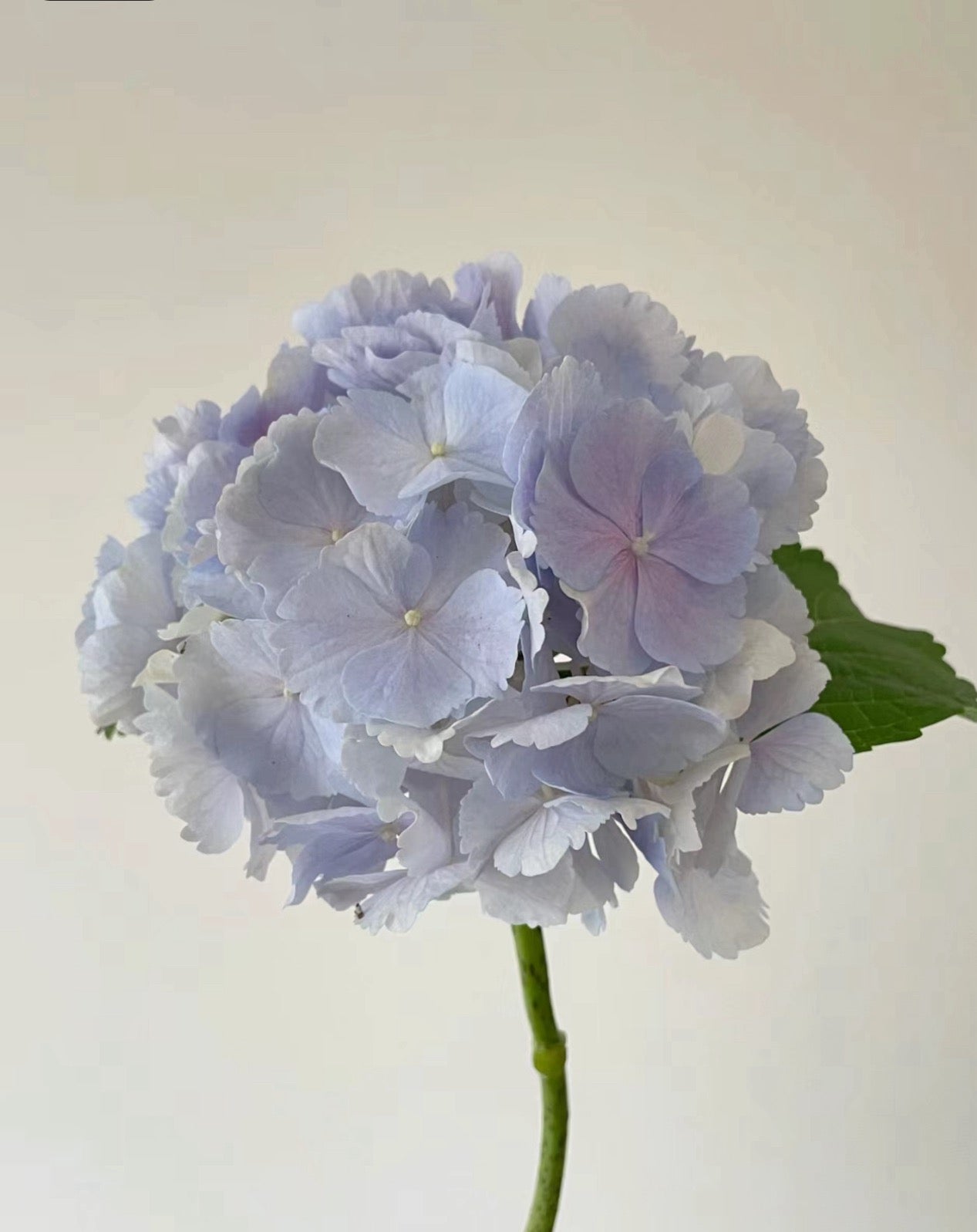 Hydrangea Verena 维莉娜 -2 Gallon live plant