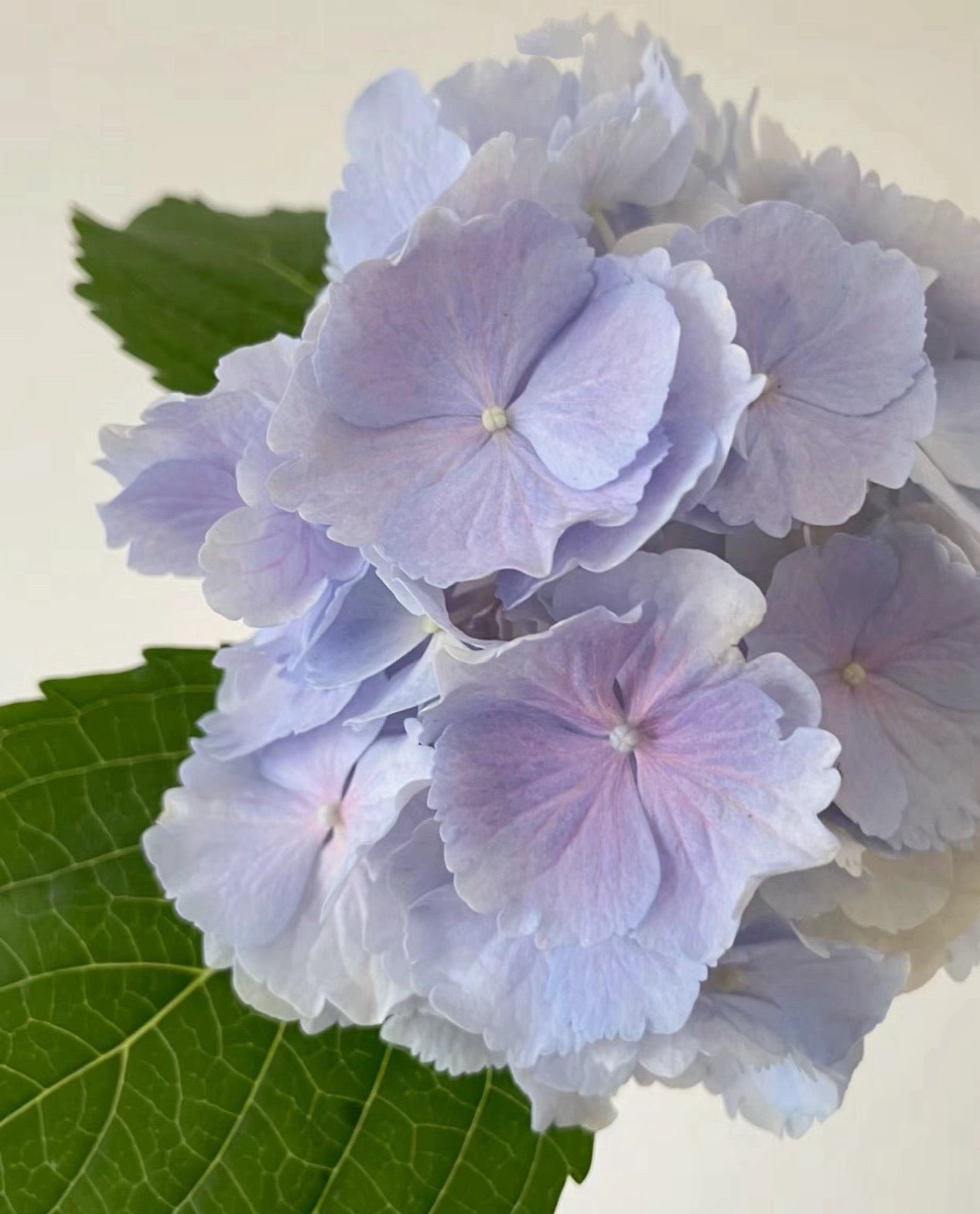 Hydrangea Verena 维莉娜 -2 Gallon live plant