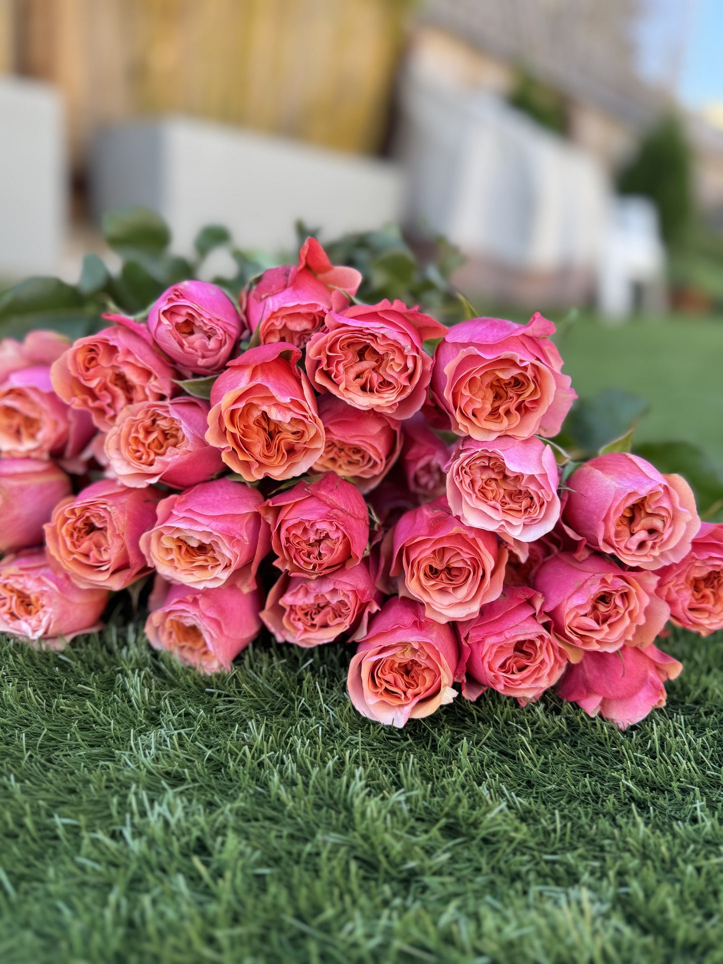 Rose South Park 南方公园 6 inch size own roots