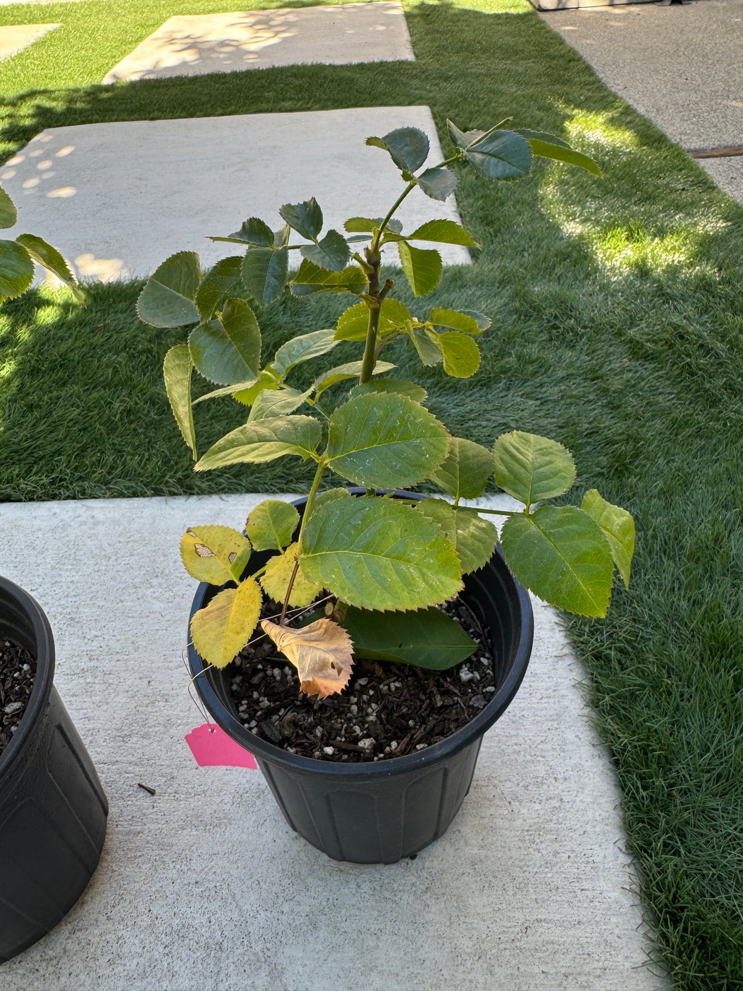 Orange Trendsetter 橙色潮流 1 gallon pot-Own root