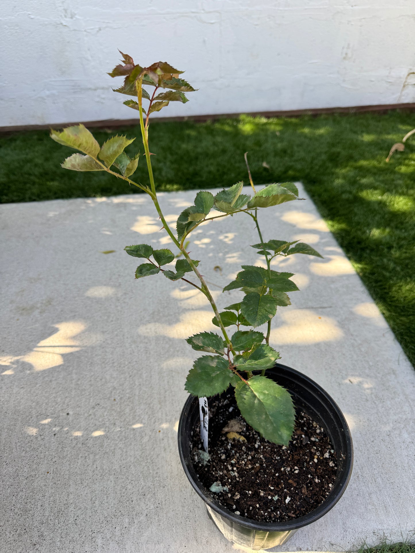 Rose Victoria Park 1 gallon own roots