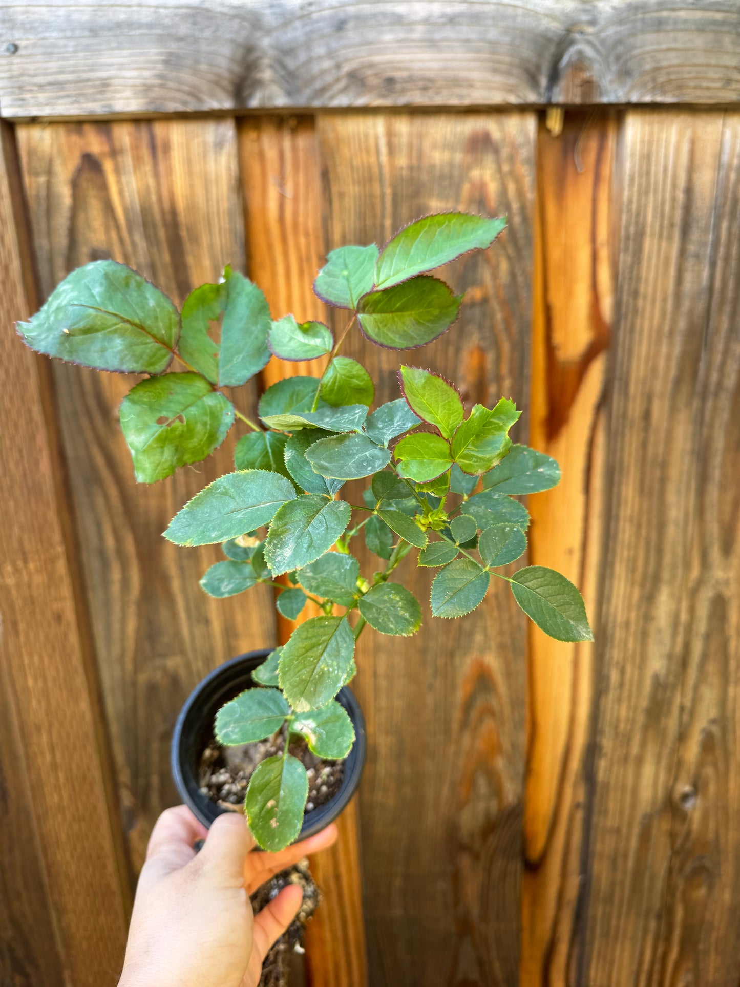 Rose Country Candy 4inch size