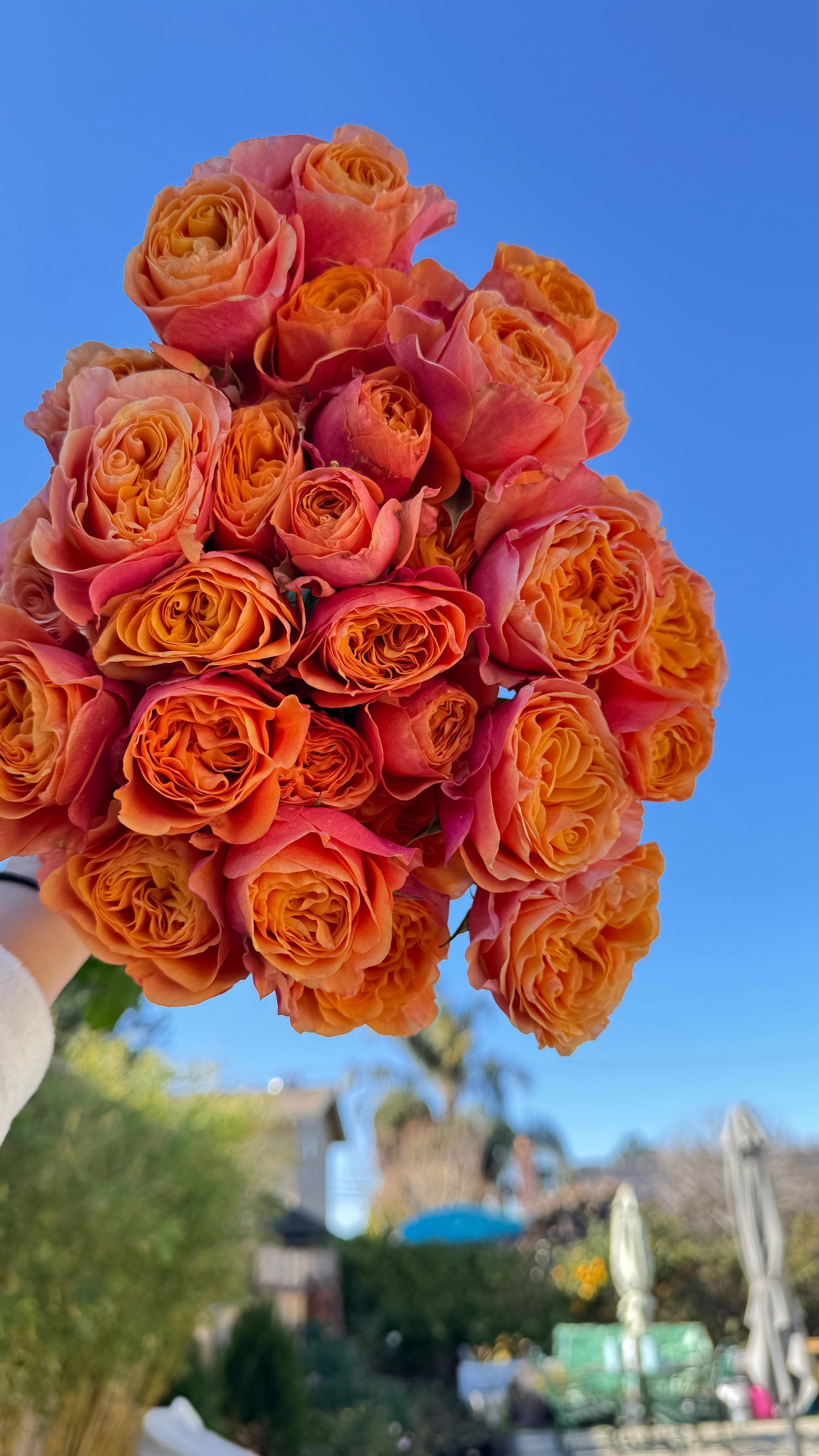 Orange Parasol 4inch pot own root