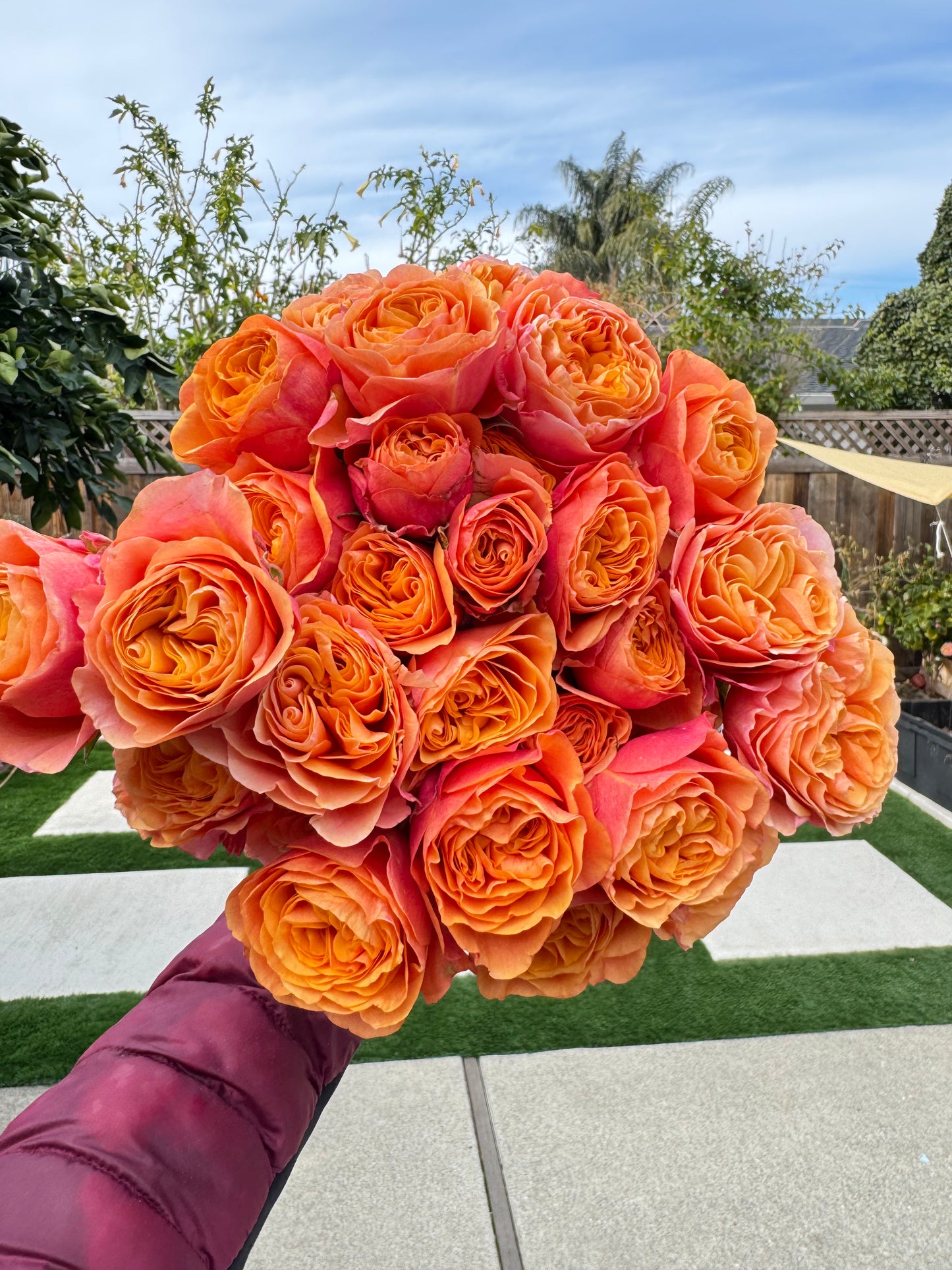 Orange Parasol 4inch pot own root