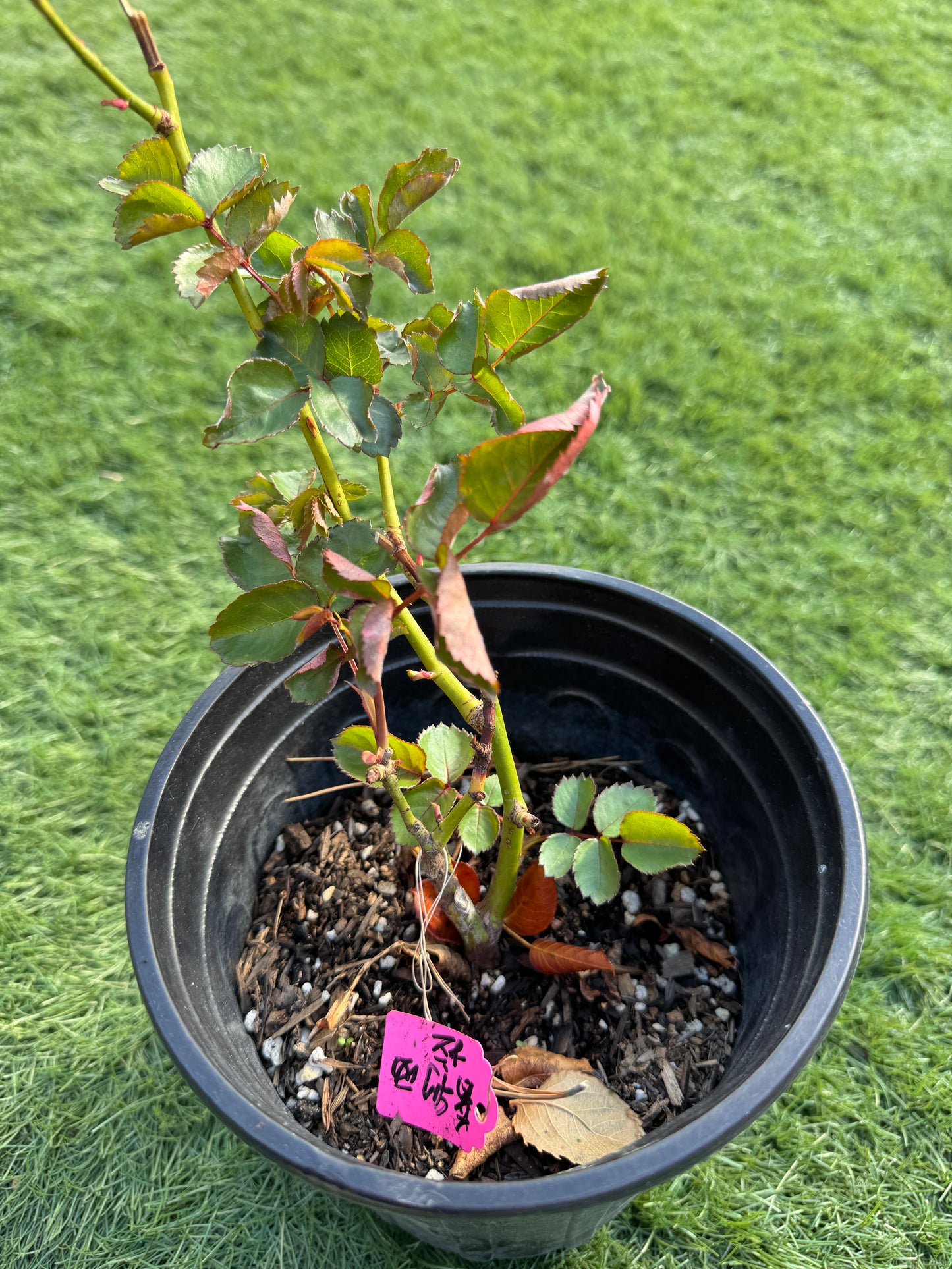 Rose Priscilla 普利西拉 6inch own roots