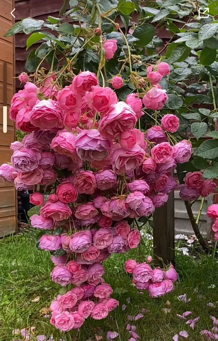 Rose “Pomponella“ 艾拉绒球 Pink Climbing Rose Live Plant Rare Color Shrub 6 ich