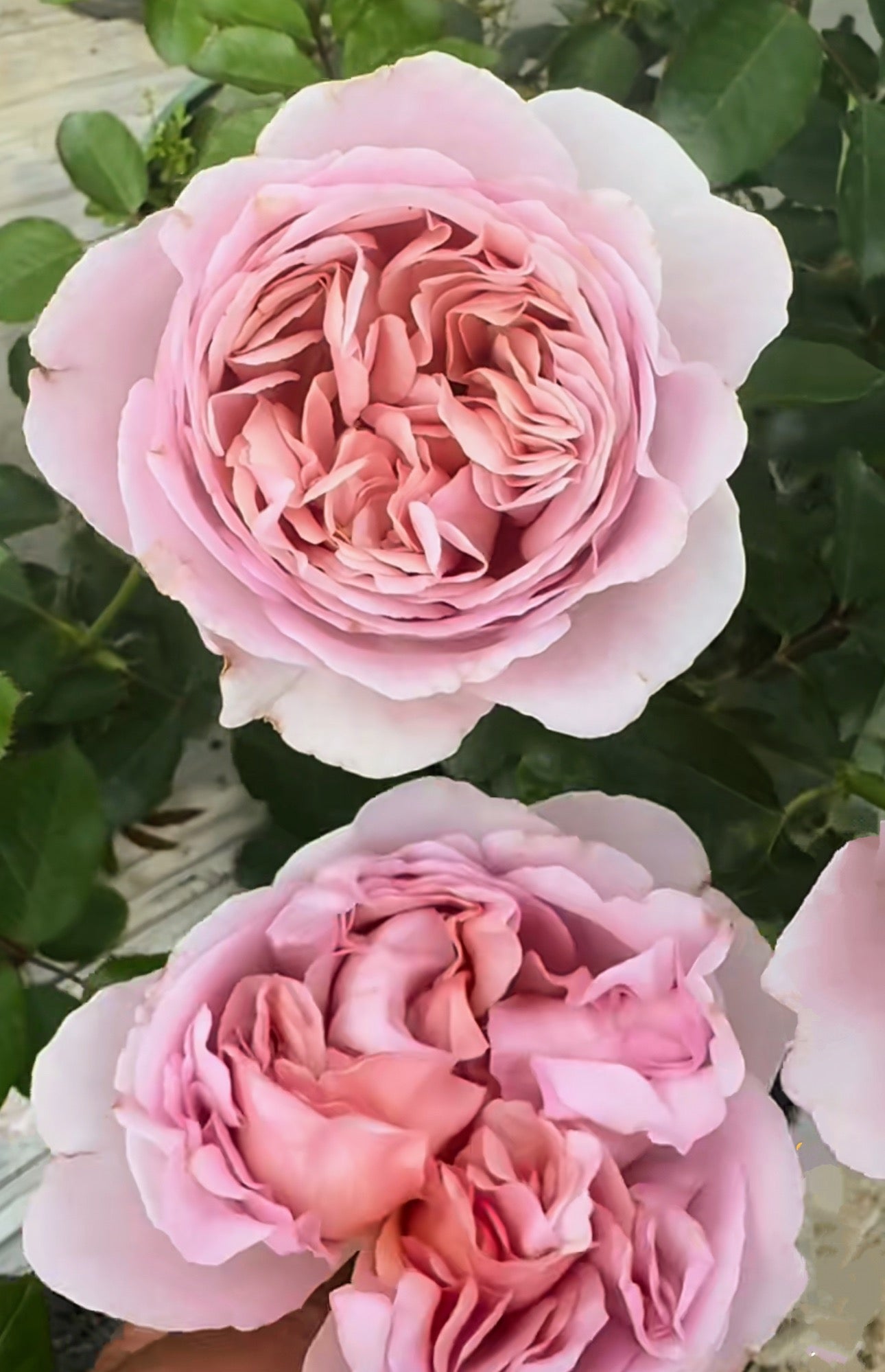 Pre-order Chocolate Romantica 巧克力浪漫 1 Gallon size