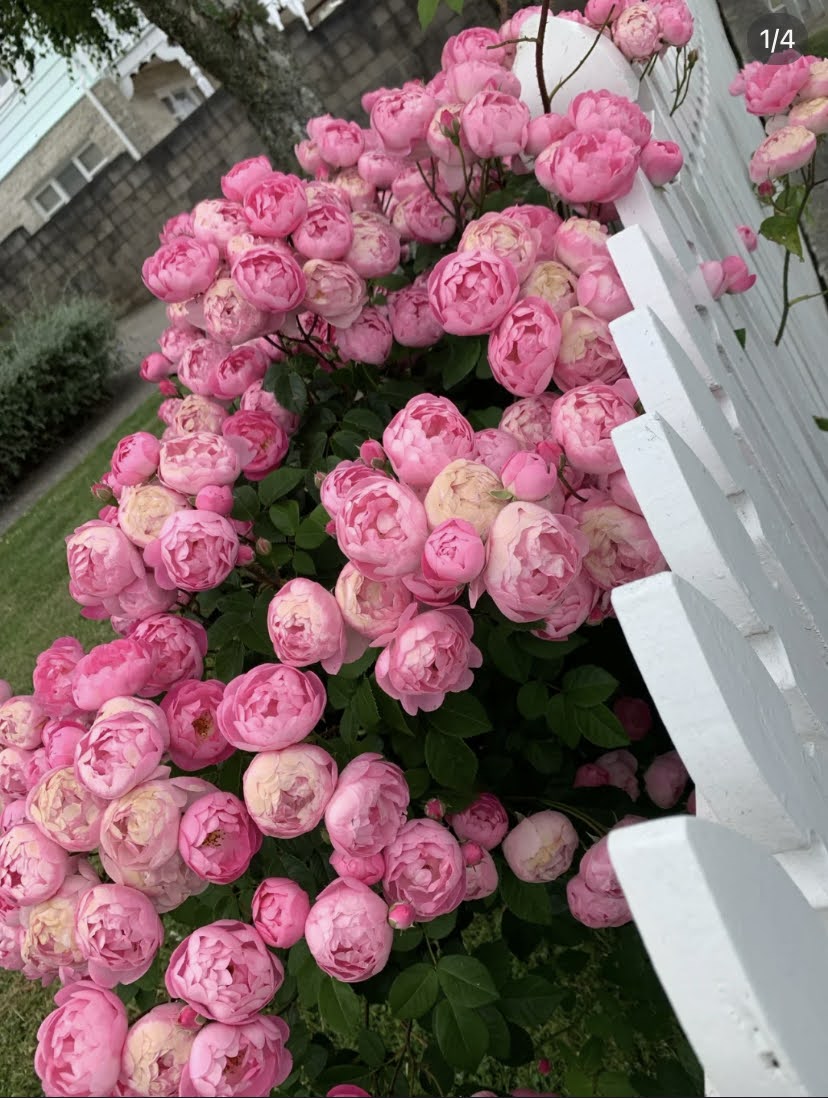 Rose “Pomponella“ 艾拉绒球 Pink Climbing Rose Live Plant Rare Color Shrub 6 ich